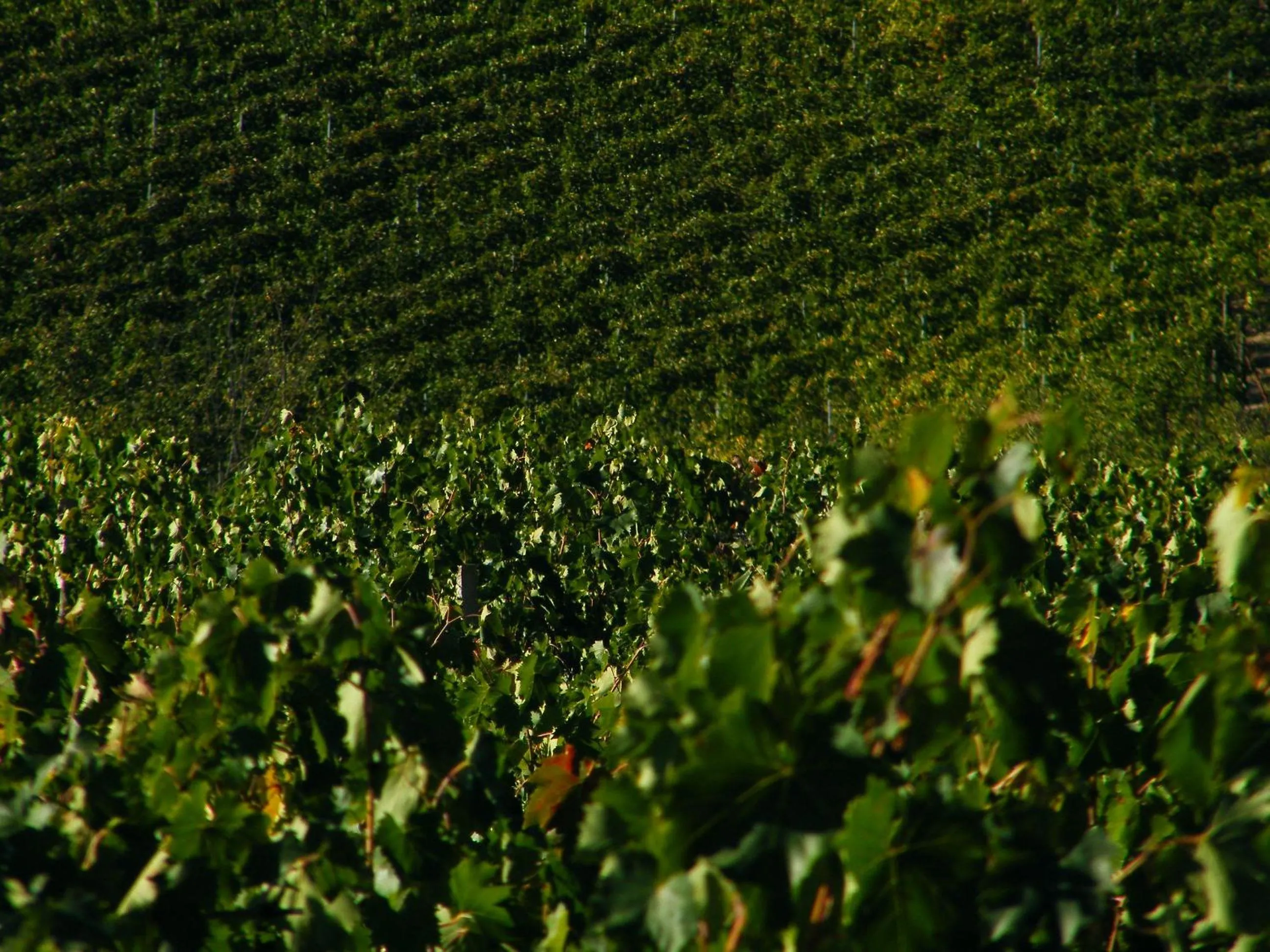 Natural landscape in Agriturismo Montegonfoli
