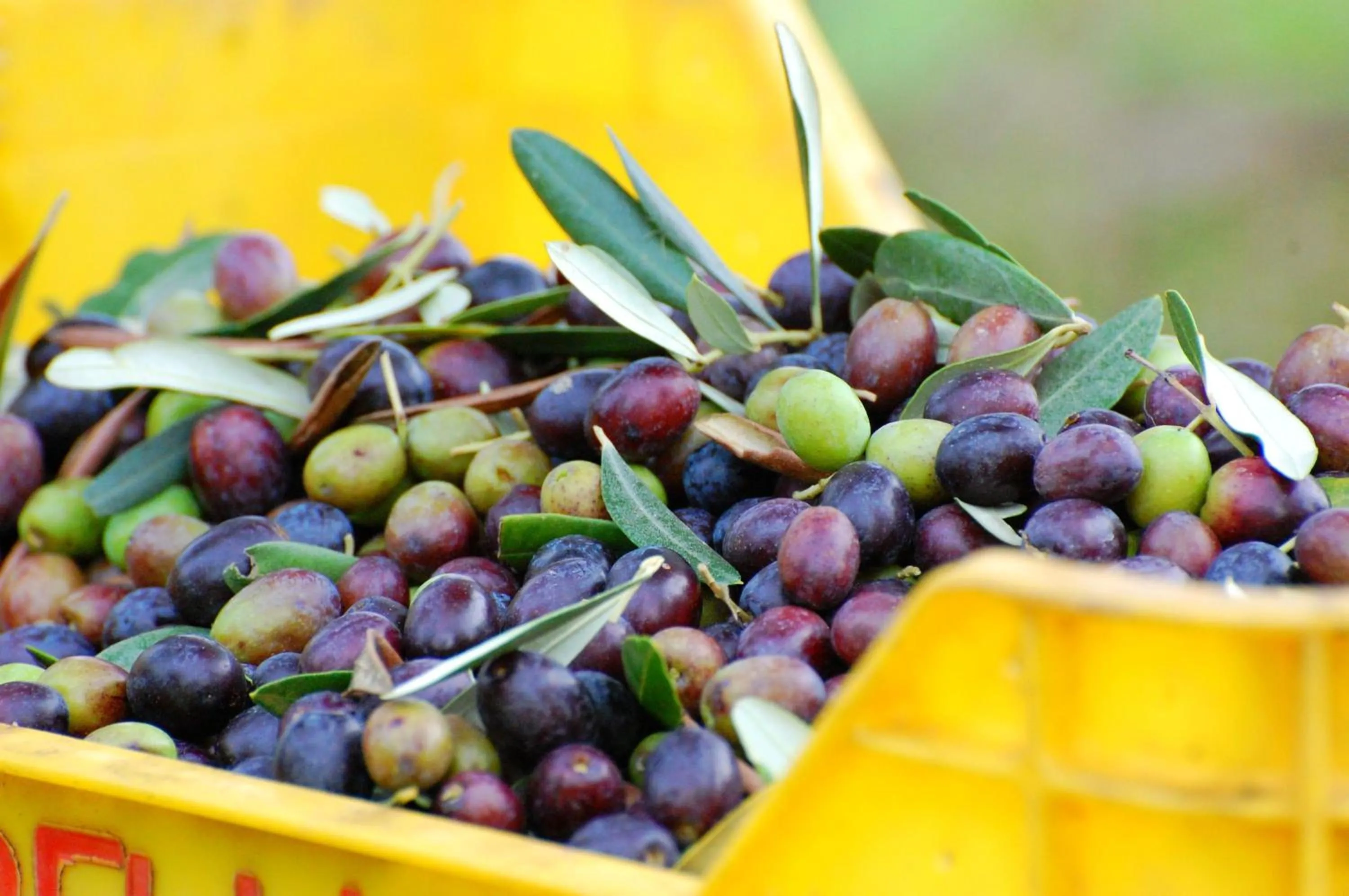 Food close-up in Agriturismo Montegonfoli
