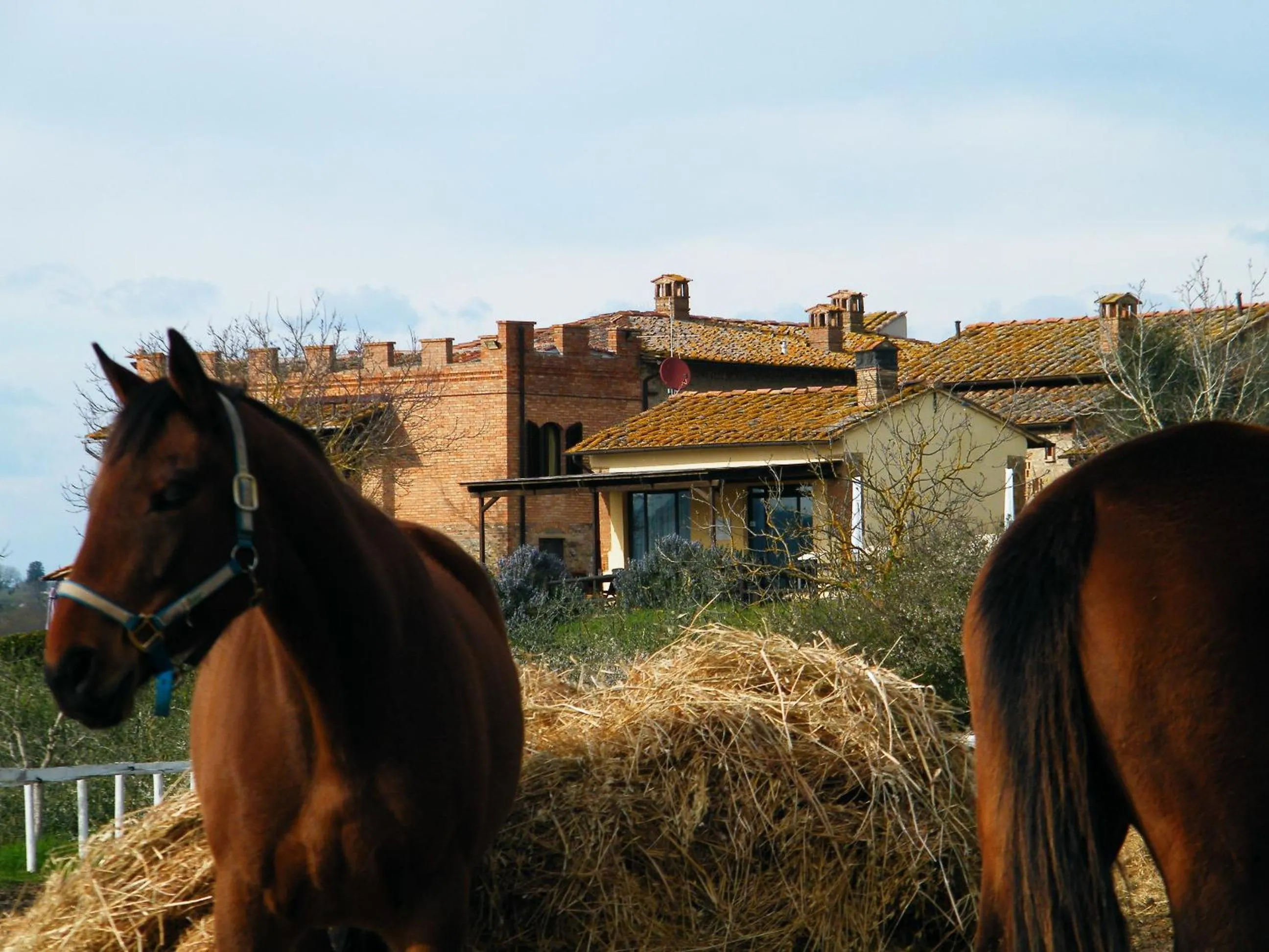 Horse-riding in Agriturismo Montegonfoli