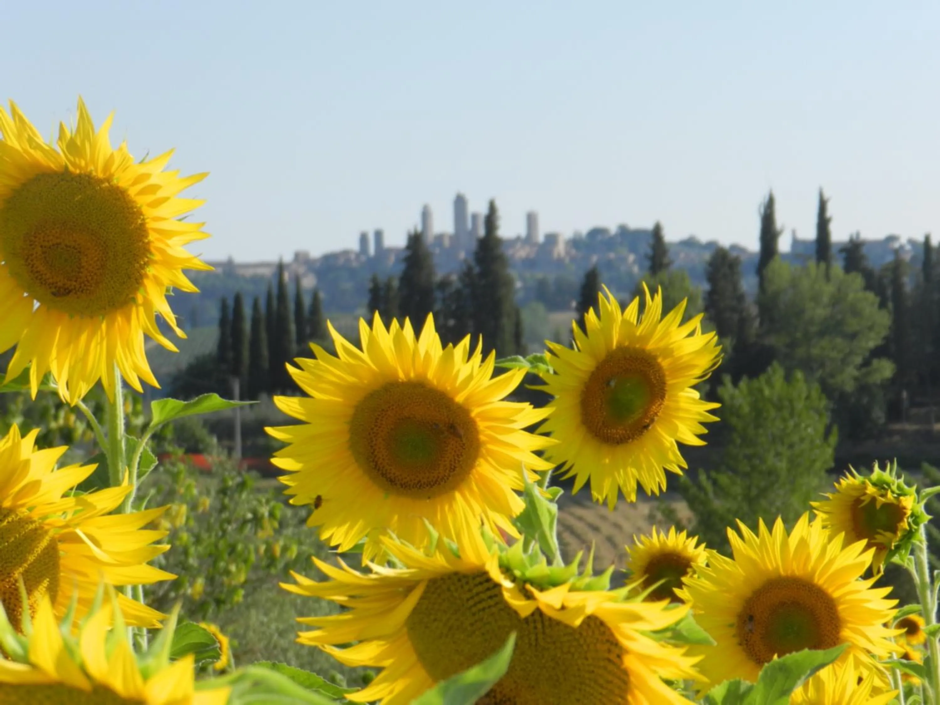 City view in Agriturismo Montegonfoli