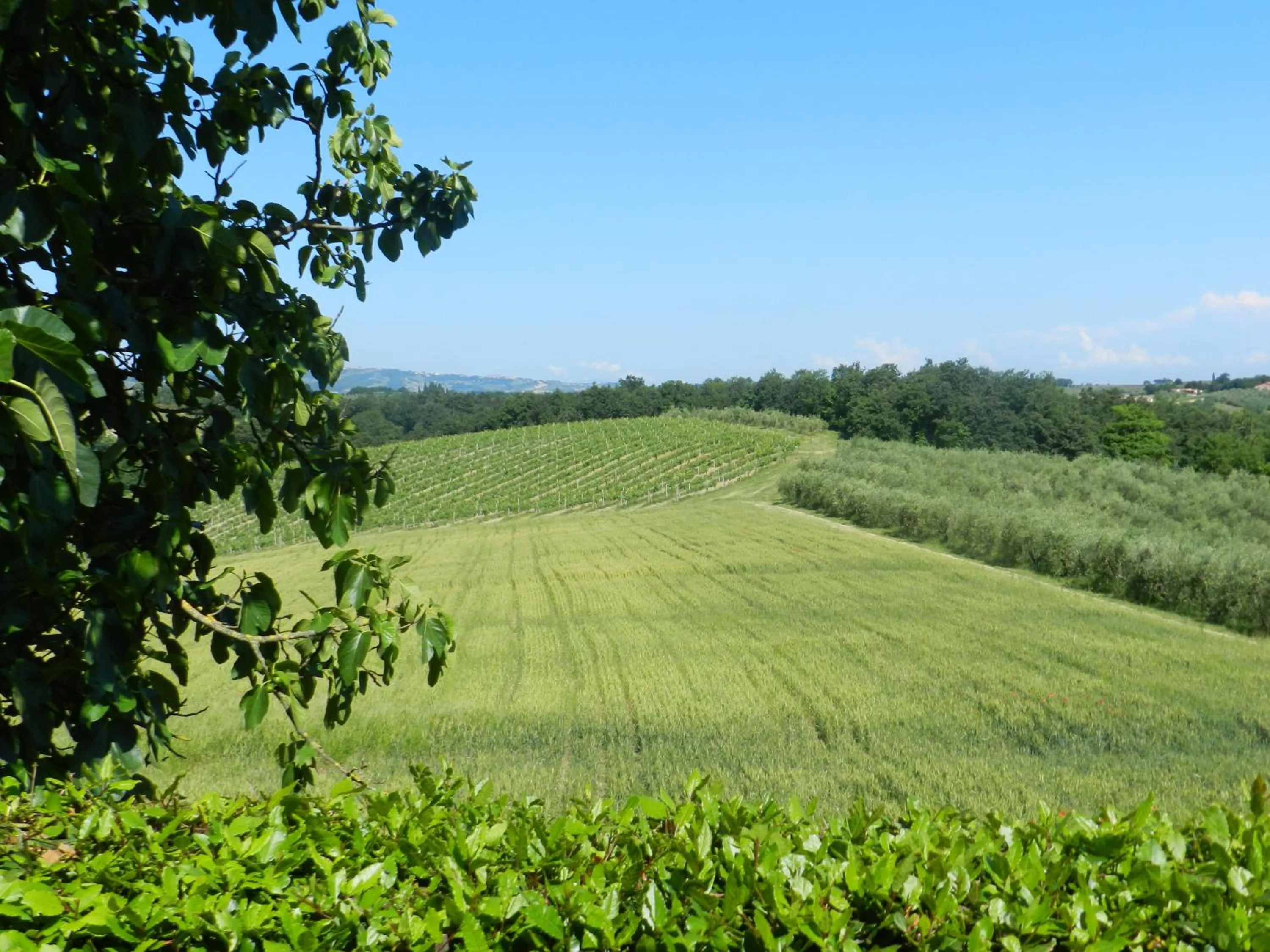 Garden view in Agriturismo Montegonfoli