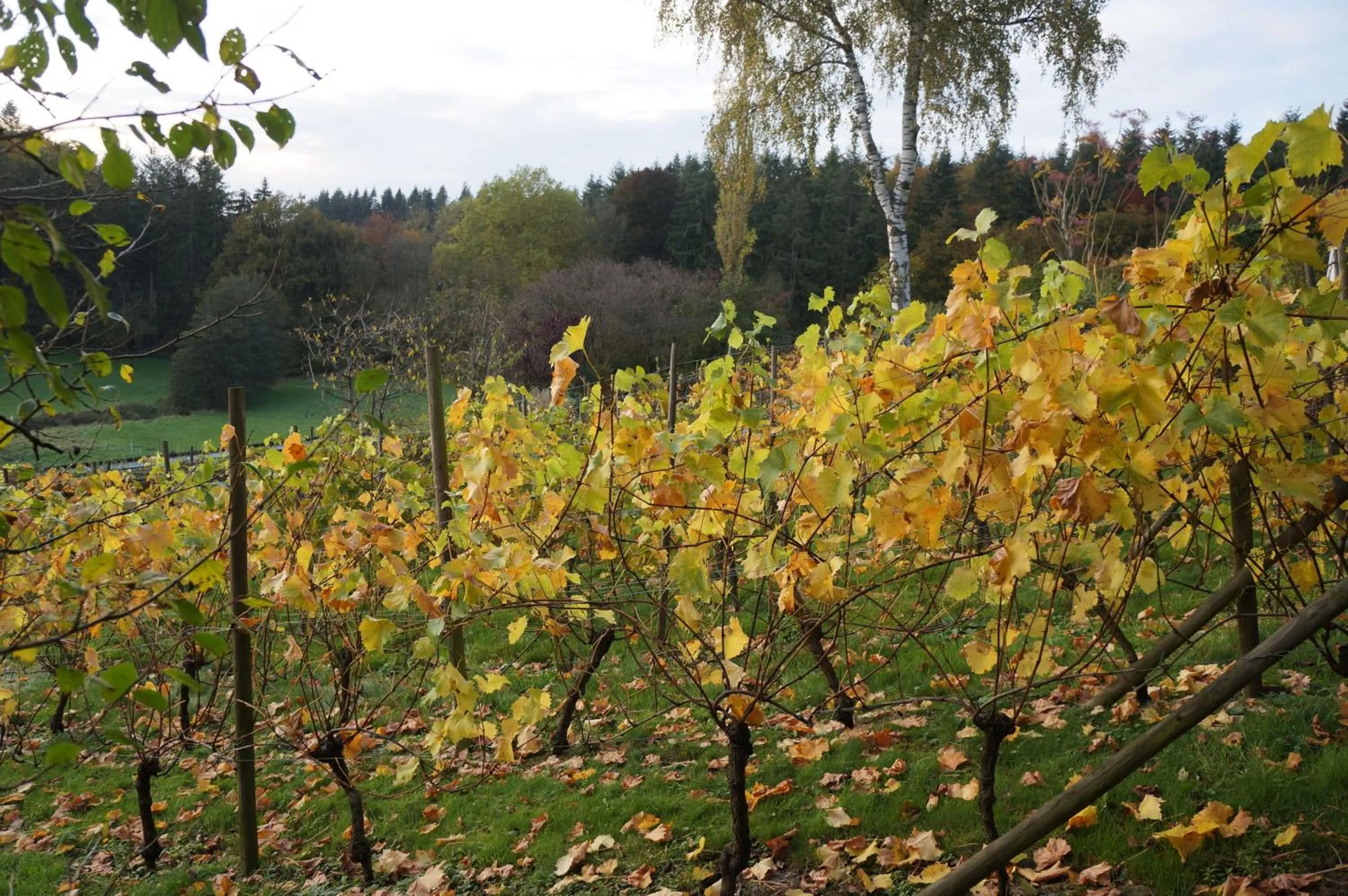 Garden view in B&B LES CRESSES