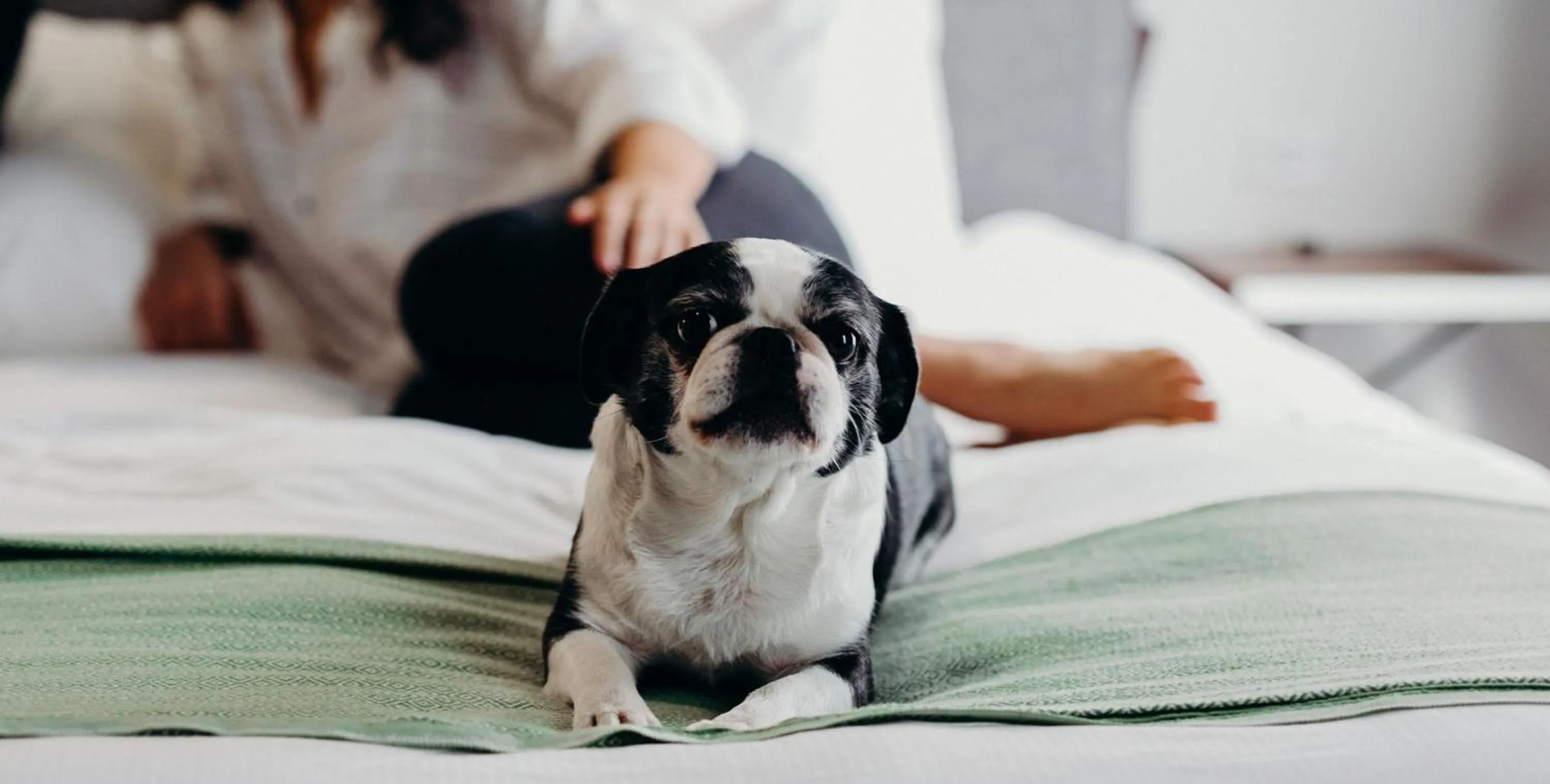 Pets in The Old No. 77 Hotel & Chandlery