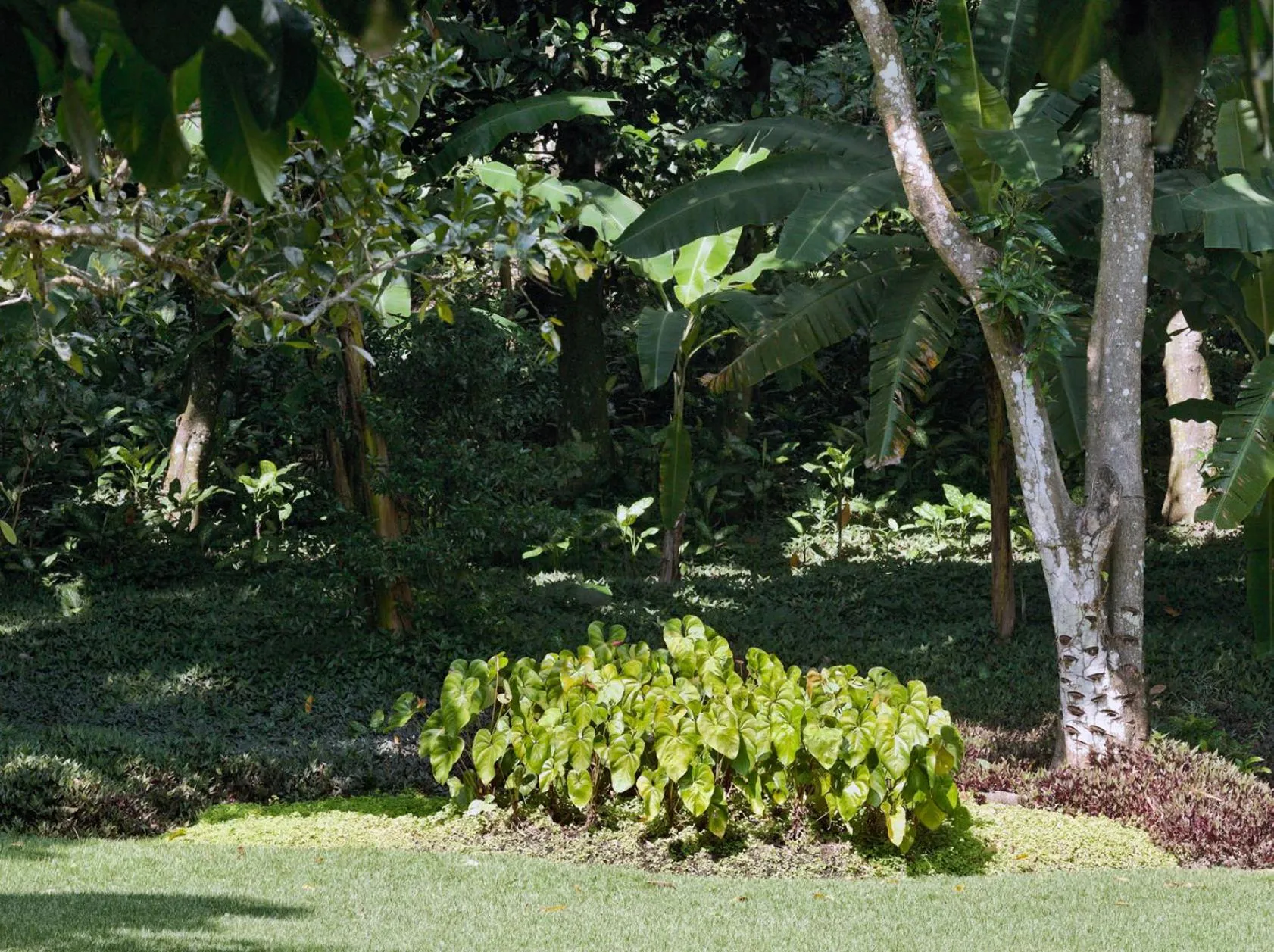 Garden in O Sitio - Ilha Grande
