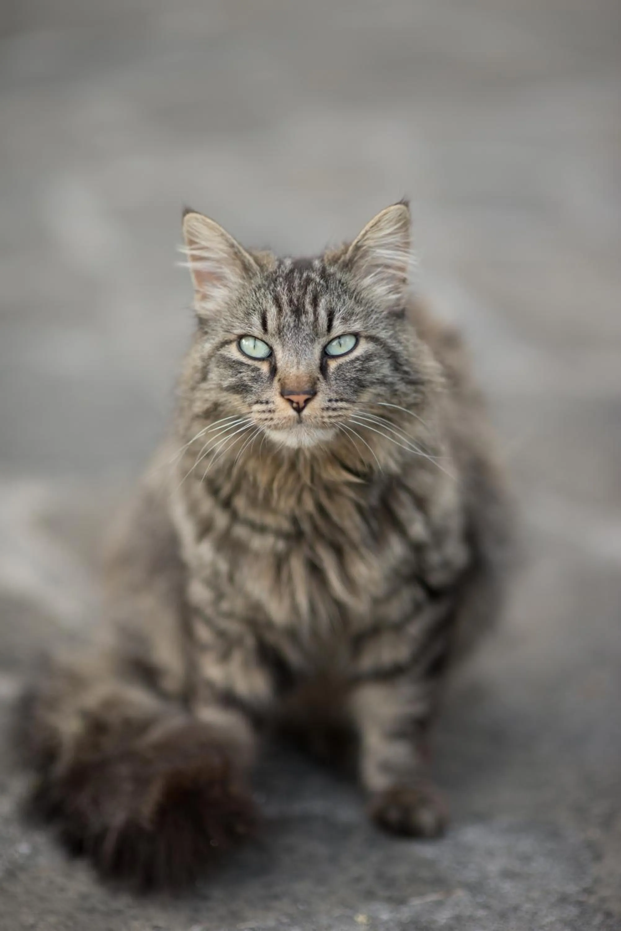 Pets in B&B Le Dimore Mezza Costa