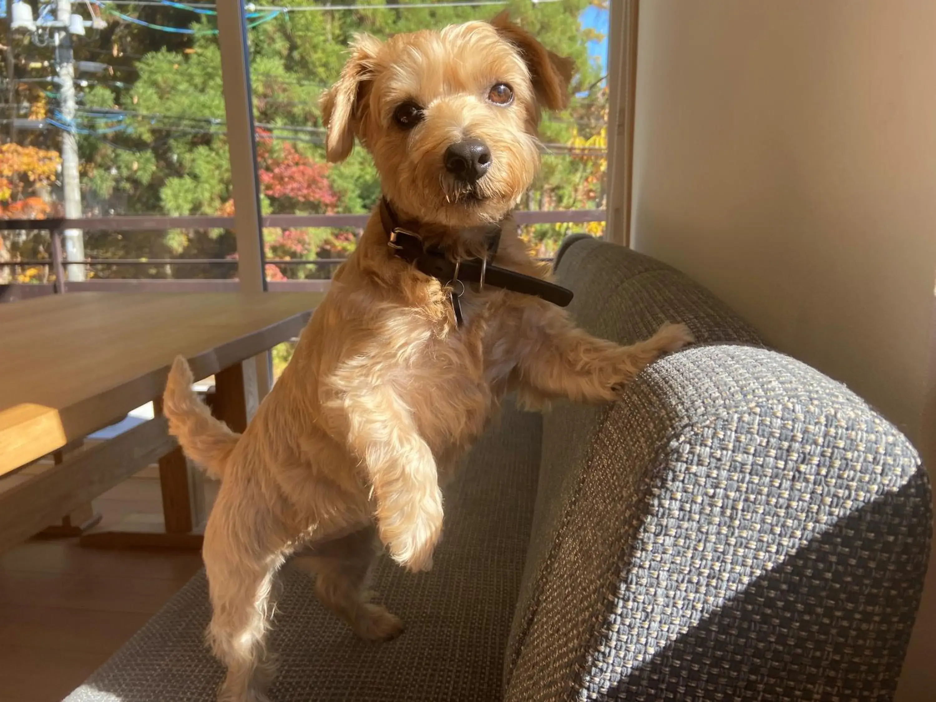 Animals in 白馬パウダーマウンテン Animals in 白馬パウダーマウンテン