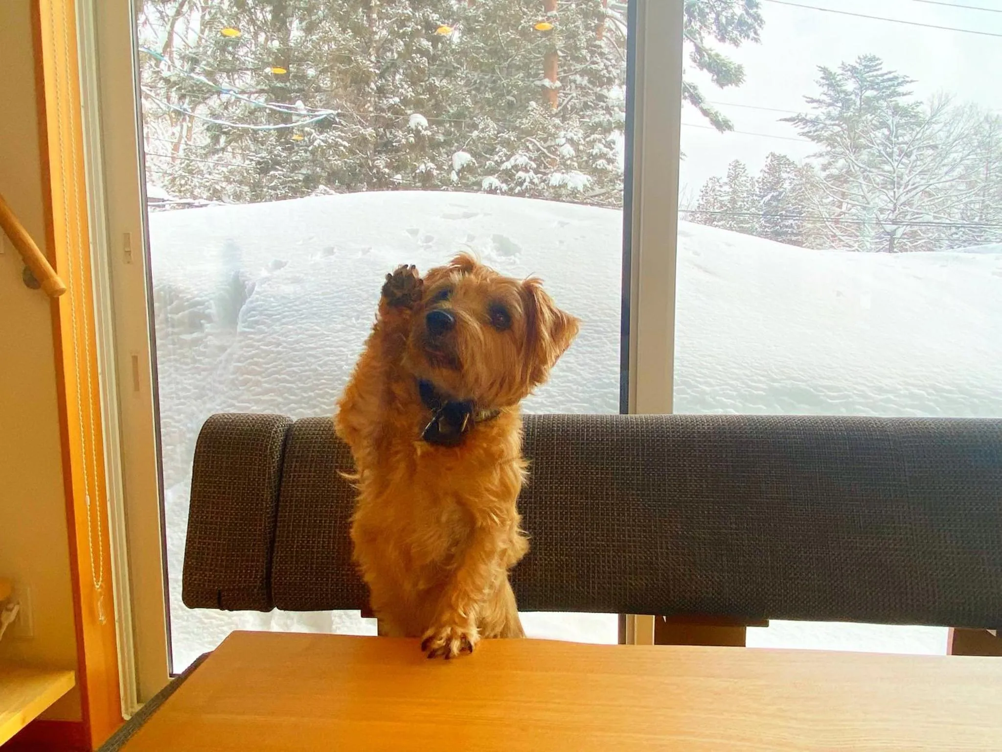 Pets in 白馬パウダーマウンテン