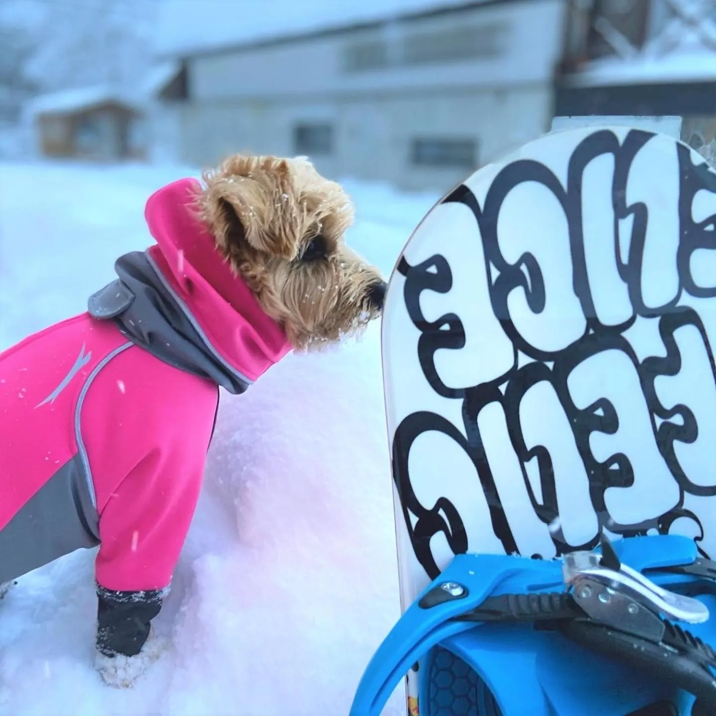 Winter in 白馬パウダーマウンテン
