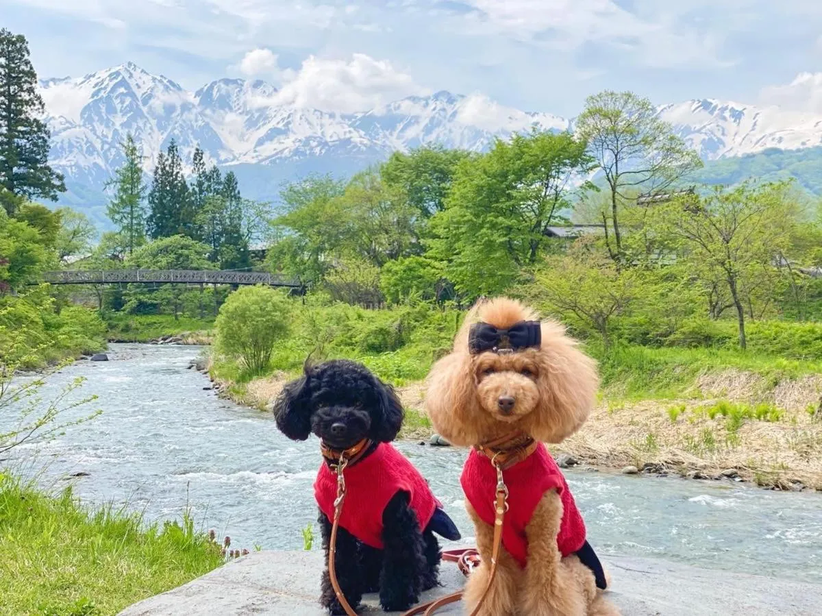 白馬パウダーマウンテン