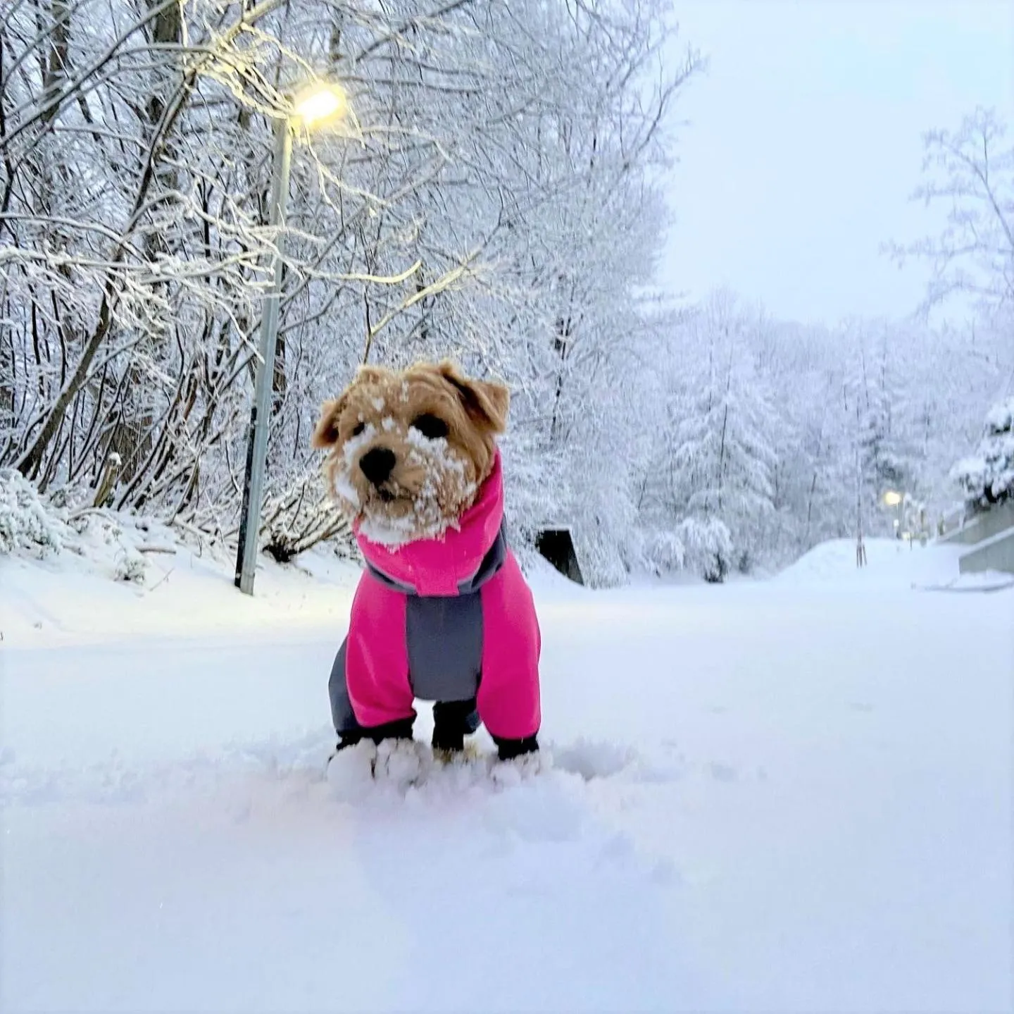 Winter in 白馬パウダーマウンテン