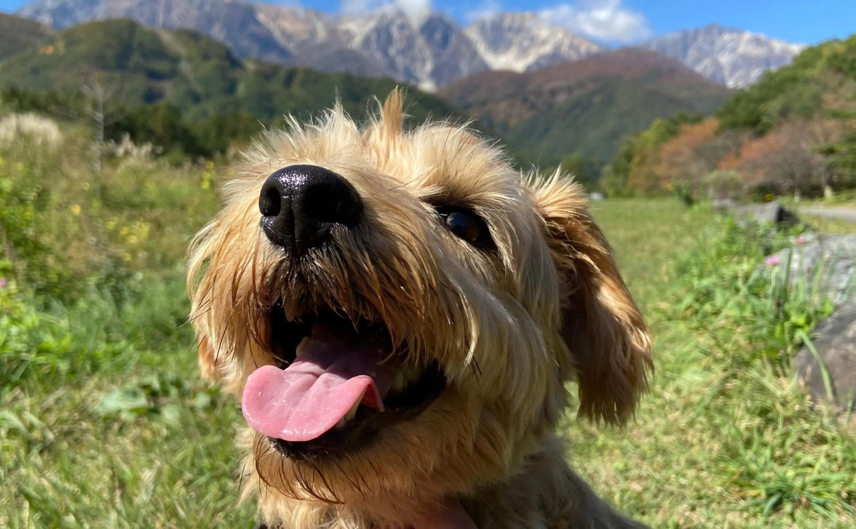 Pets in 白馬パウダーマウンテン