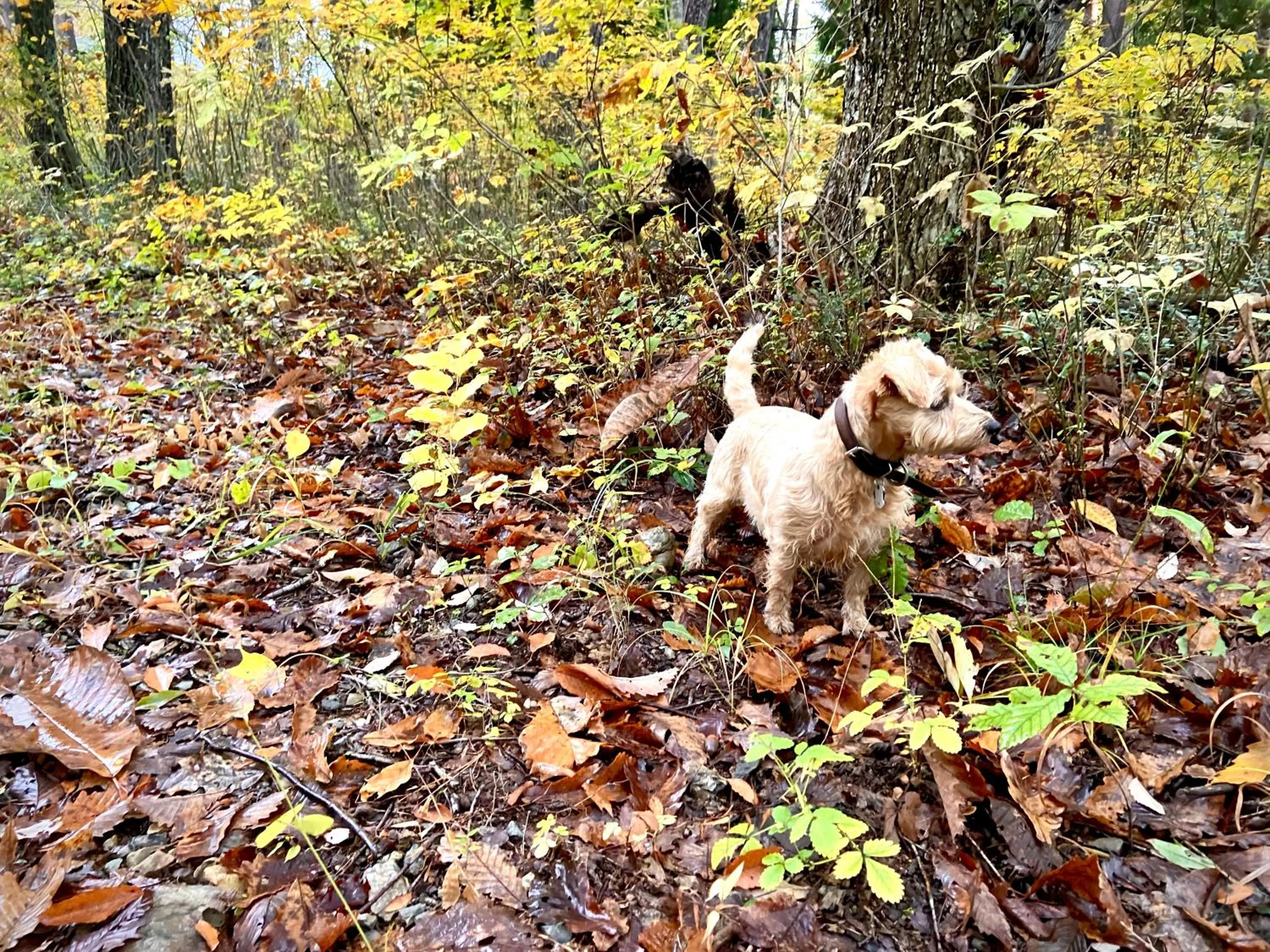 Pets in 白馬パウダーマウンテン