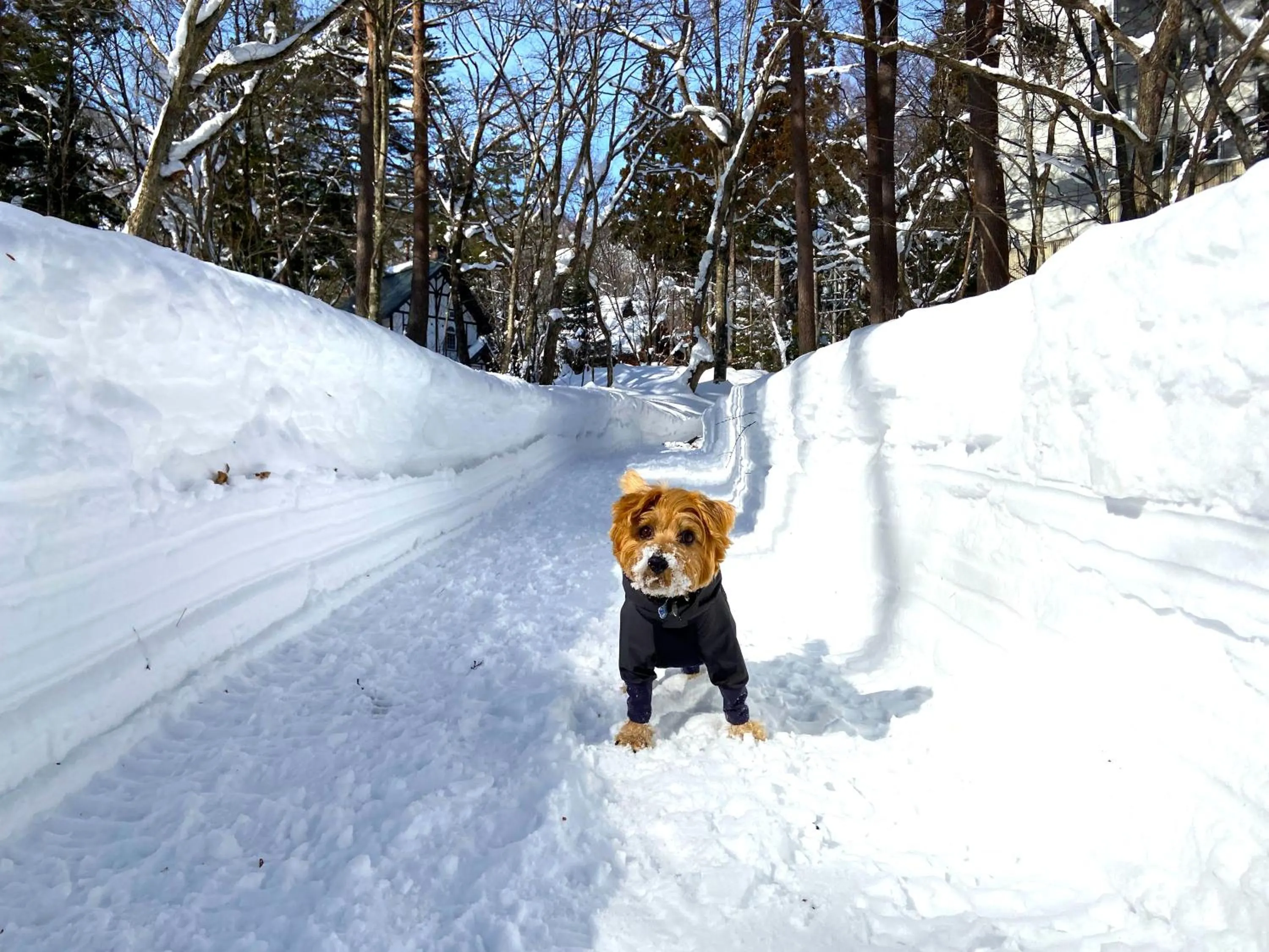 Pets in 白馬パウダーマウンテン