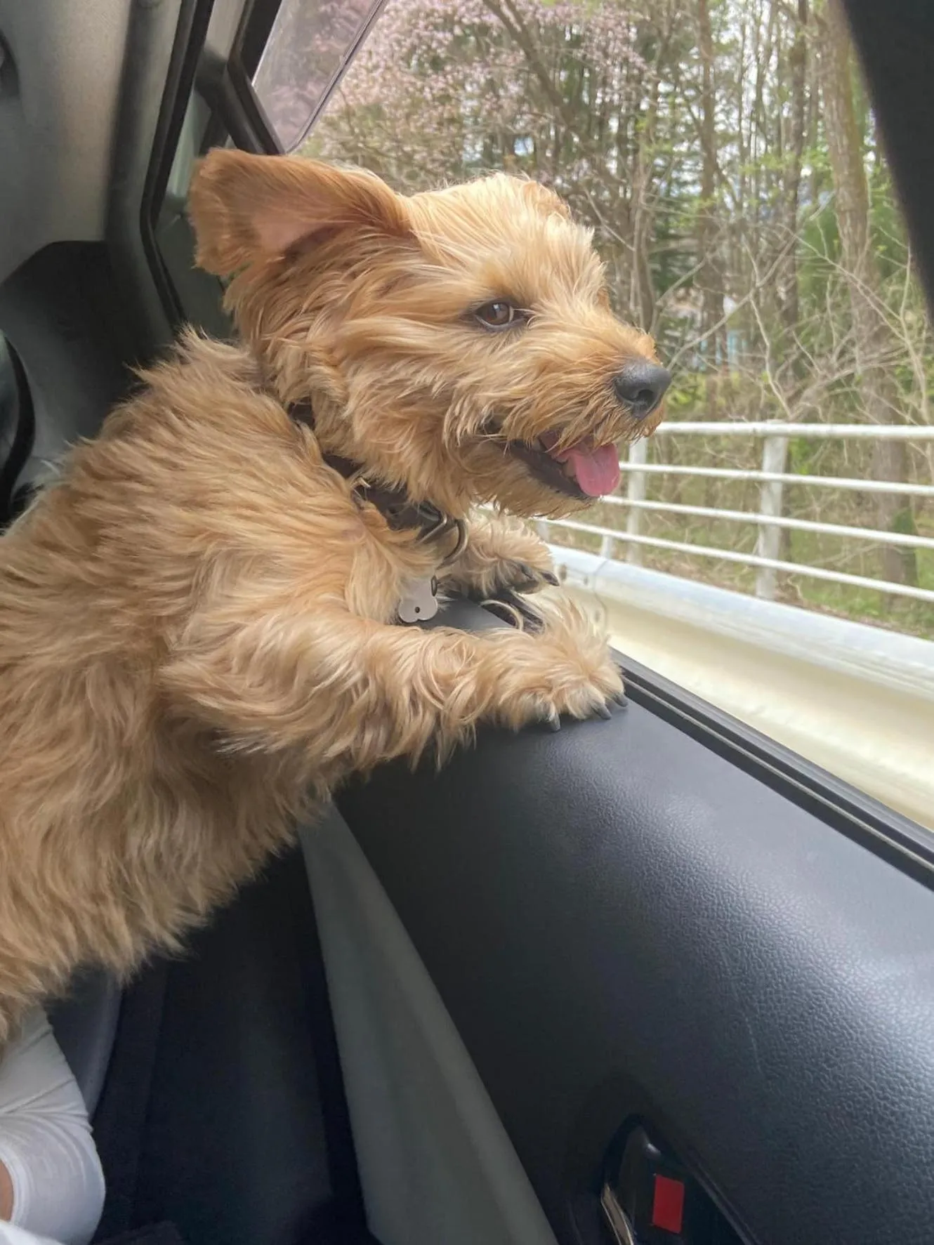 Pets in 白馬パウダーマウンテン