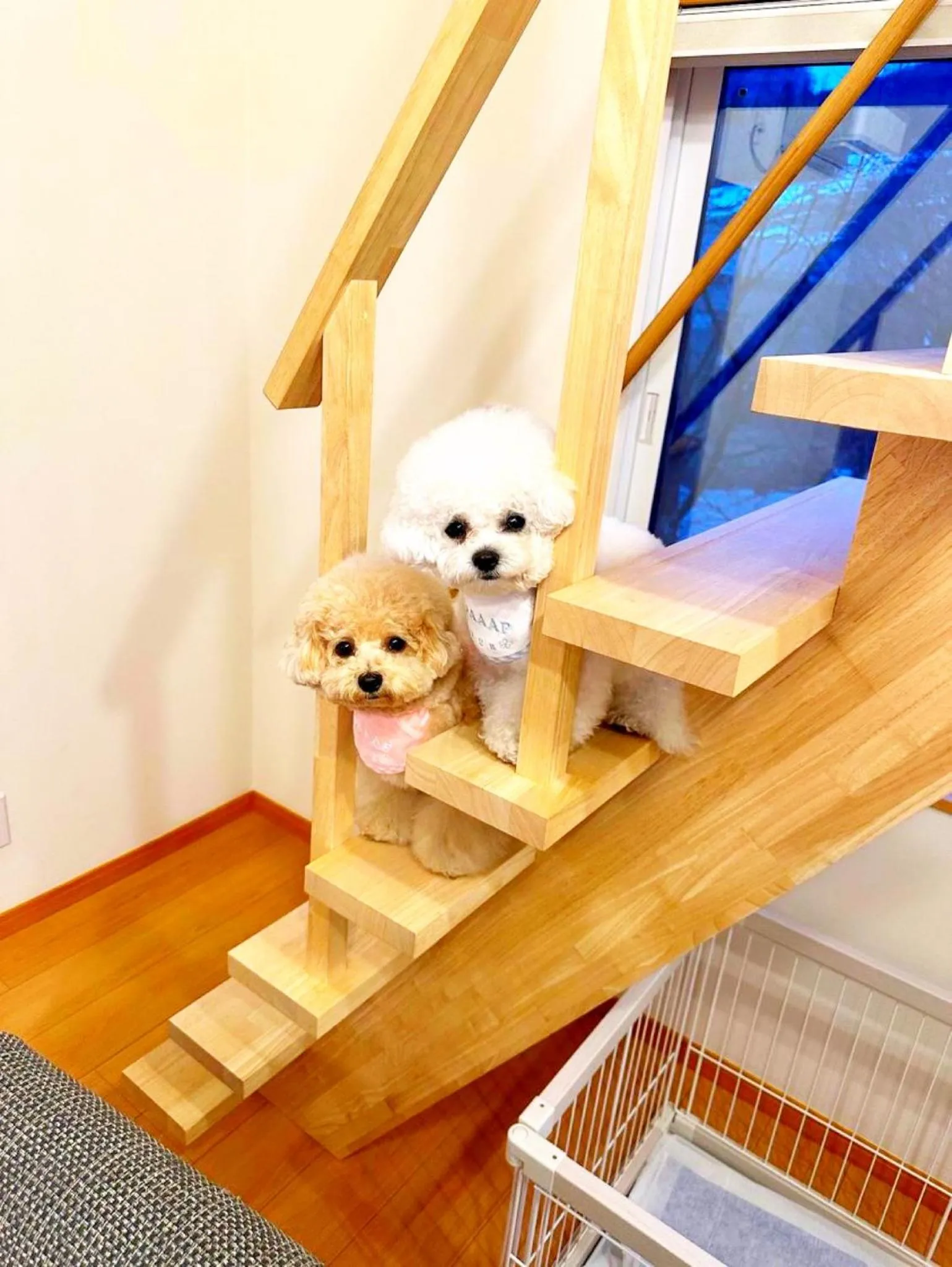 白馬パウダーマウンテン