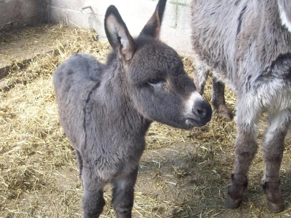 Pets in Fondo Brugarolo B&B