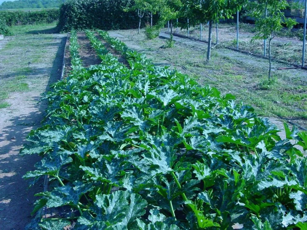 Garden view in Fondo Brugarolo B&B