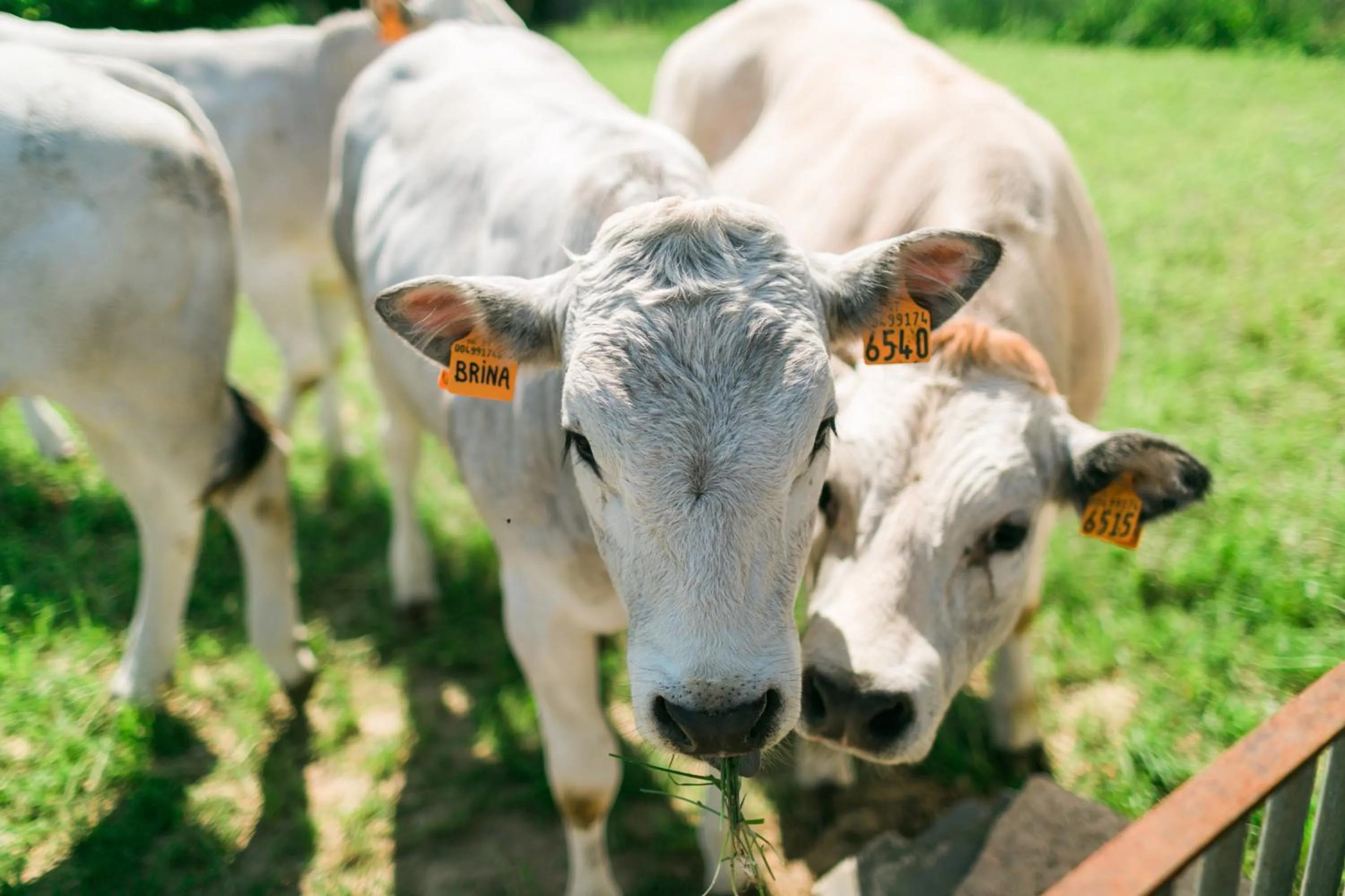 Pets in Fondo Brugarolo B&B