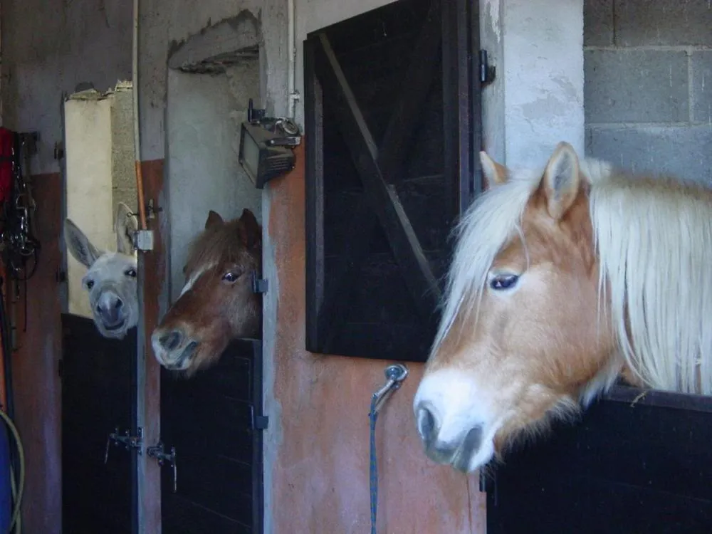 Pets in Fondo Brugarolo B&B