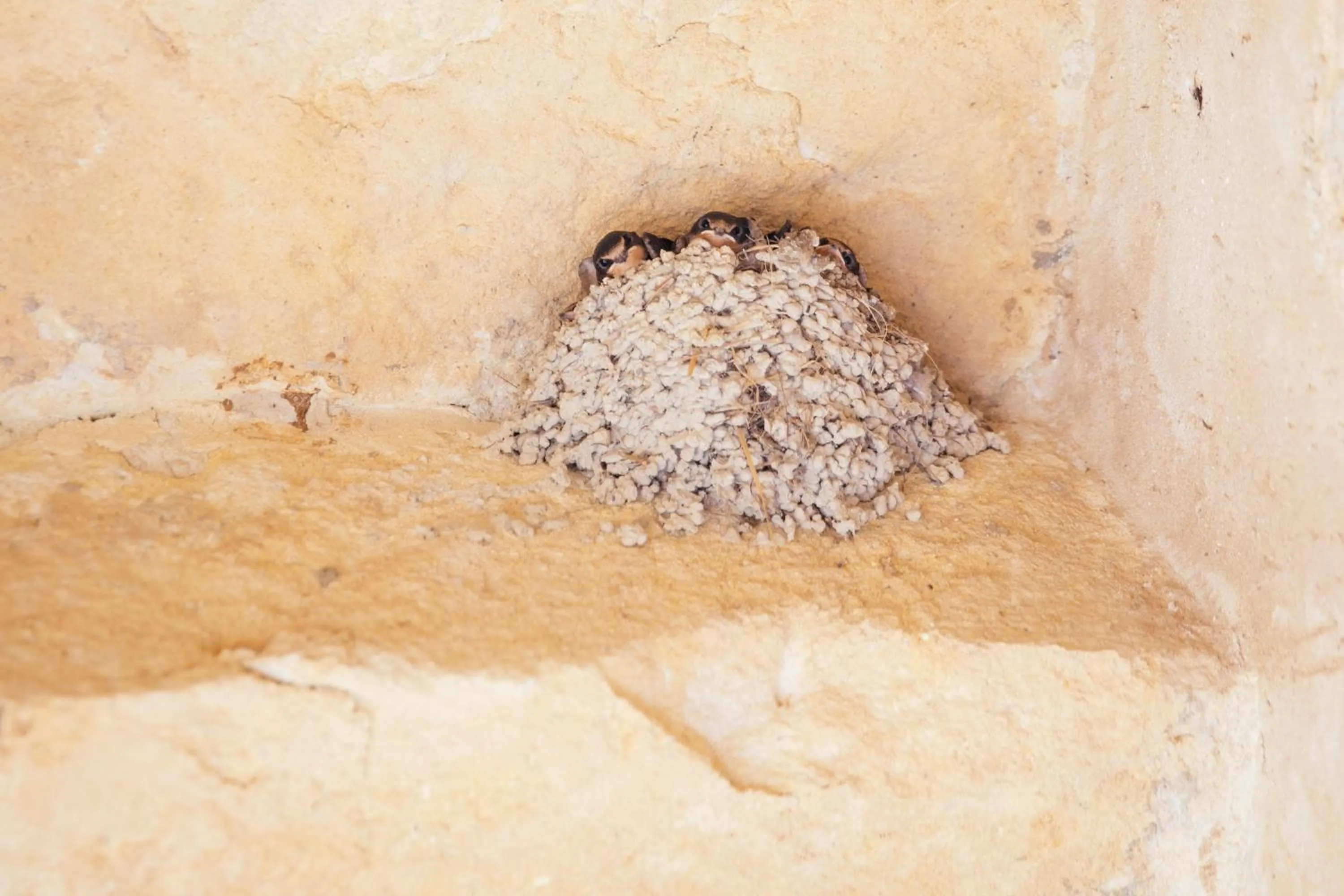 Animals in Hotel Baglio Catalano