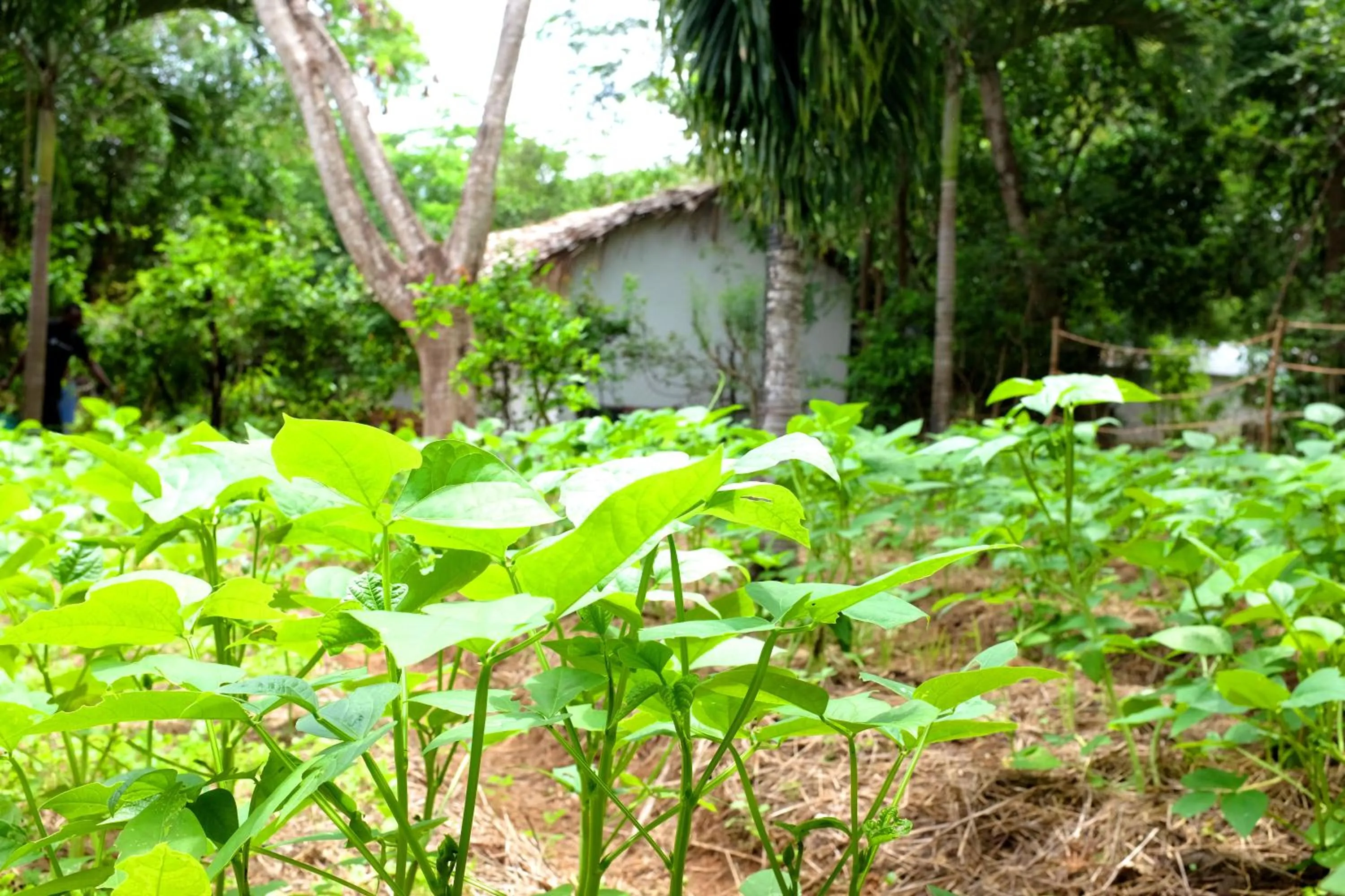Patio in Salty's Kitesurf Village