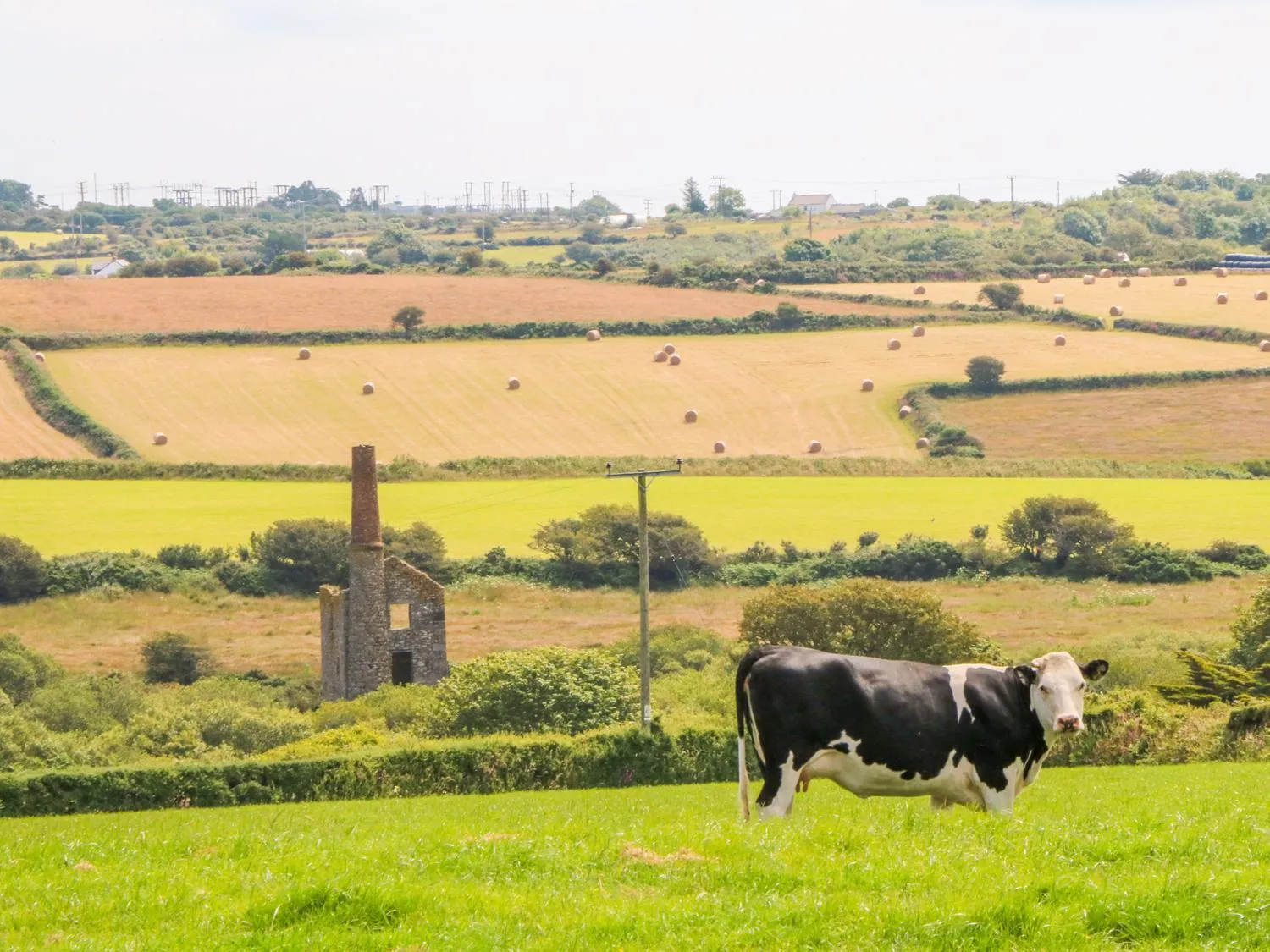 The Old Cows House