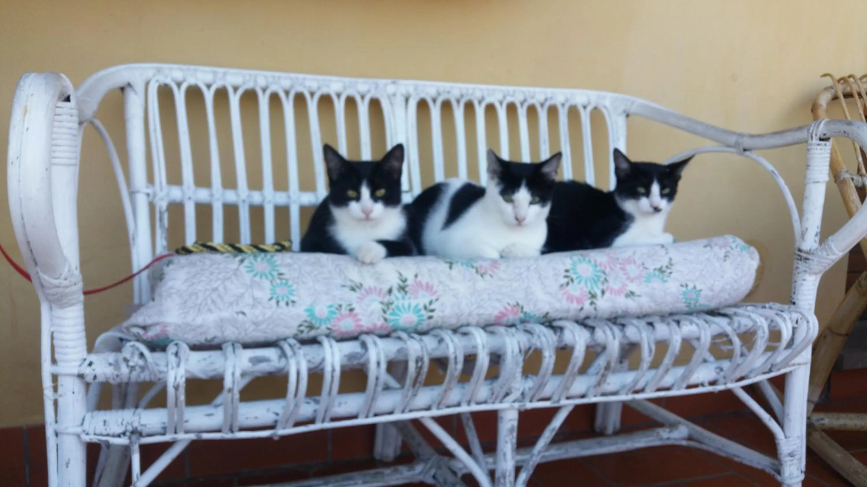 Pets in il Chiassetto Agriturismo No Kids