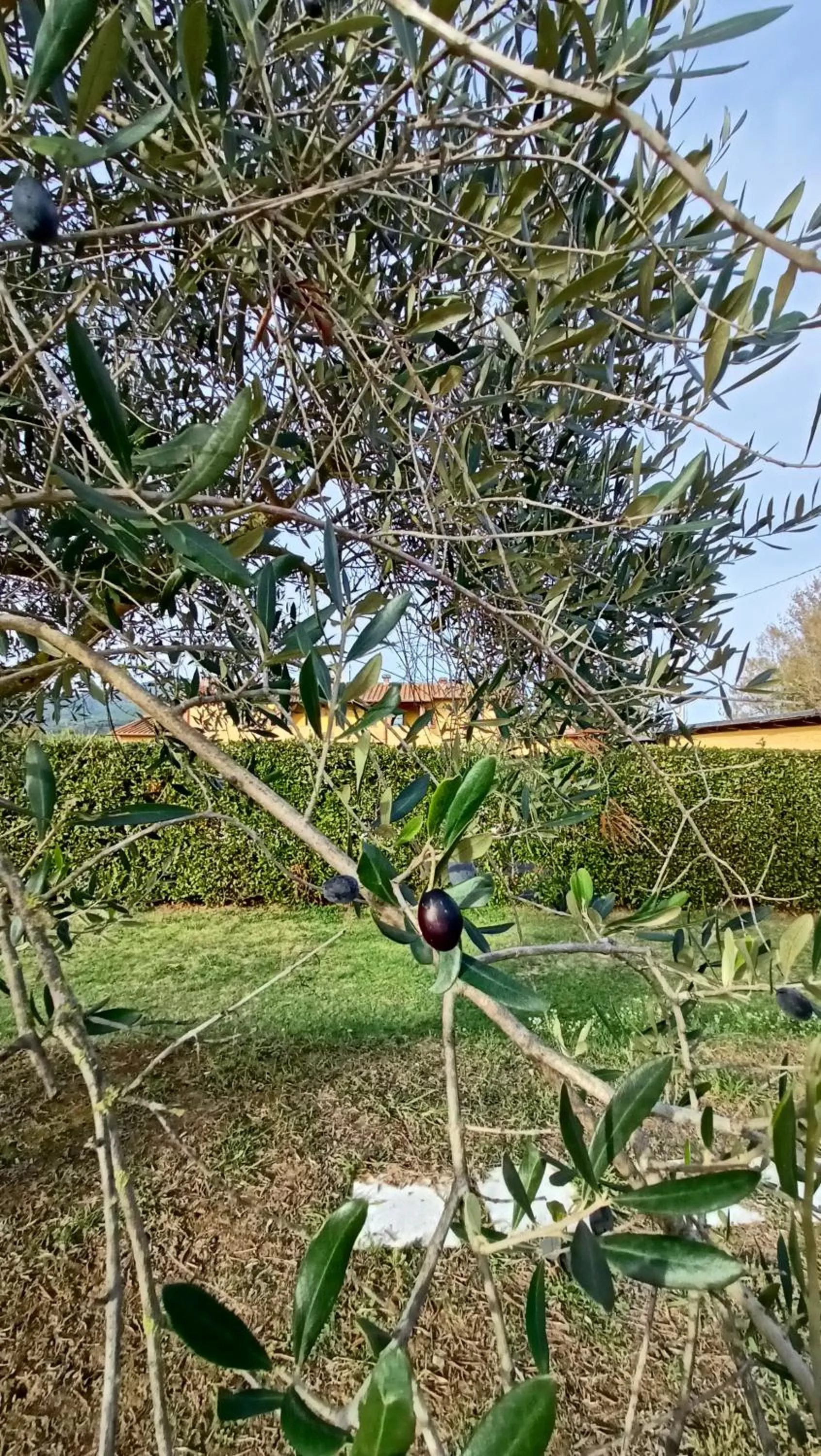 Property building in il Chiassetto Agriturismo No Kids