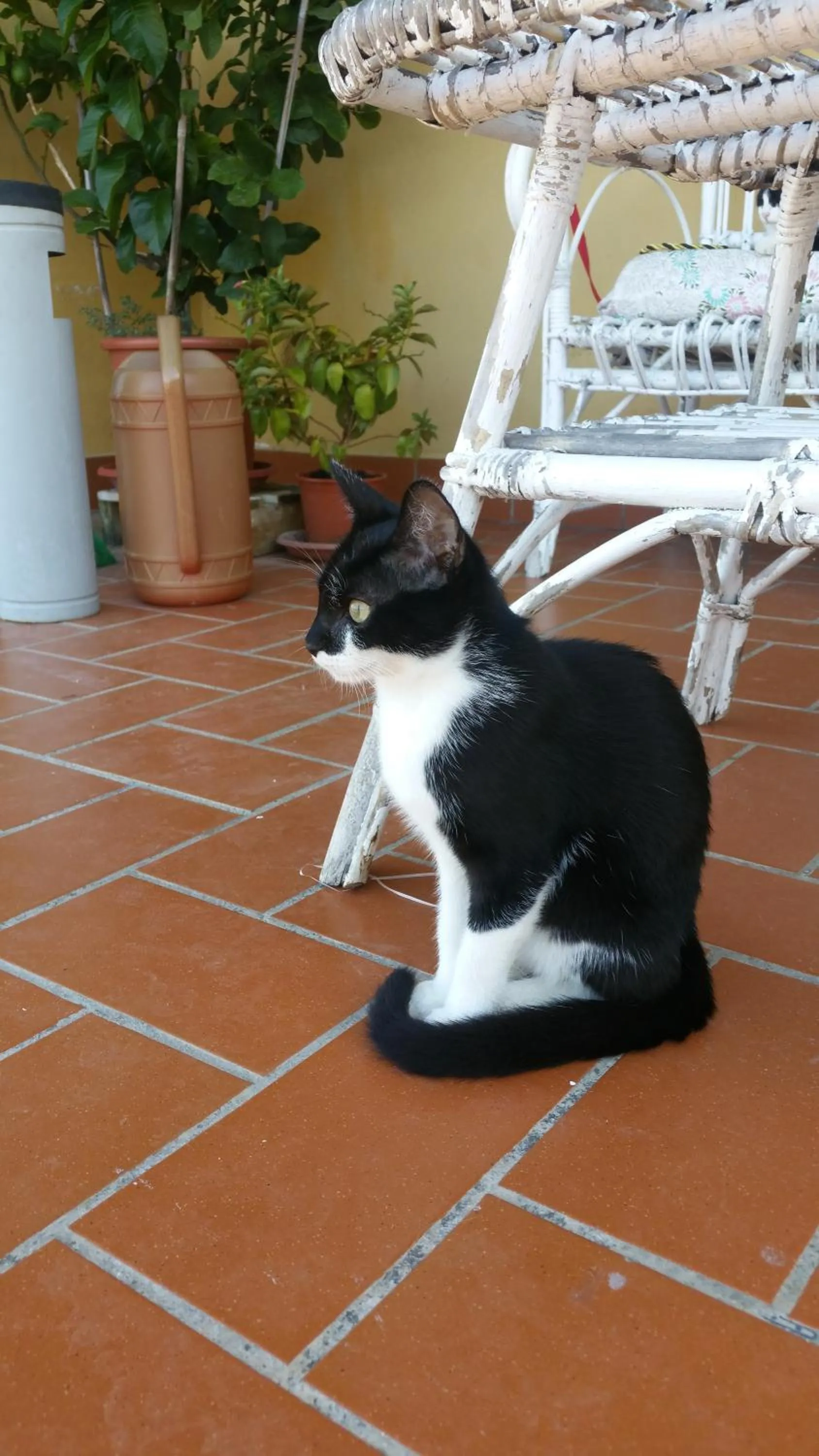Pets in il Chiassetto Agriturismo No Kids