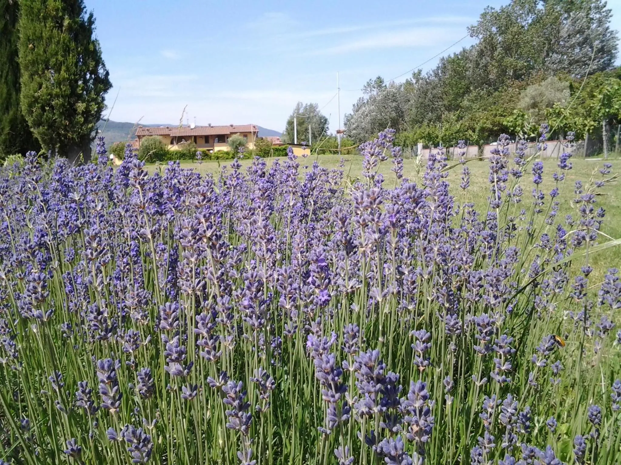 Spring in il Chiassetto Agriturismo No Kids