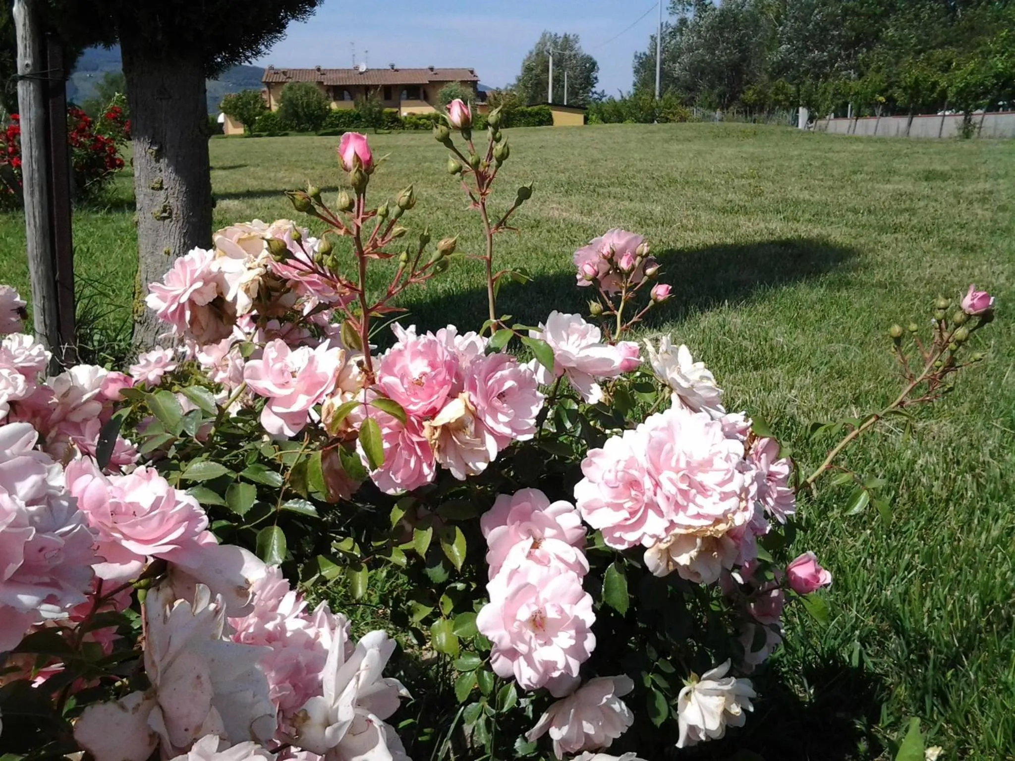 Spring in il Chiassetto Agriturismo No Kids