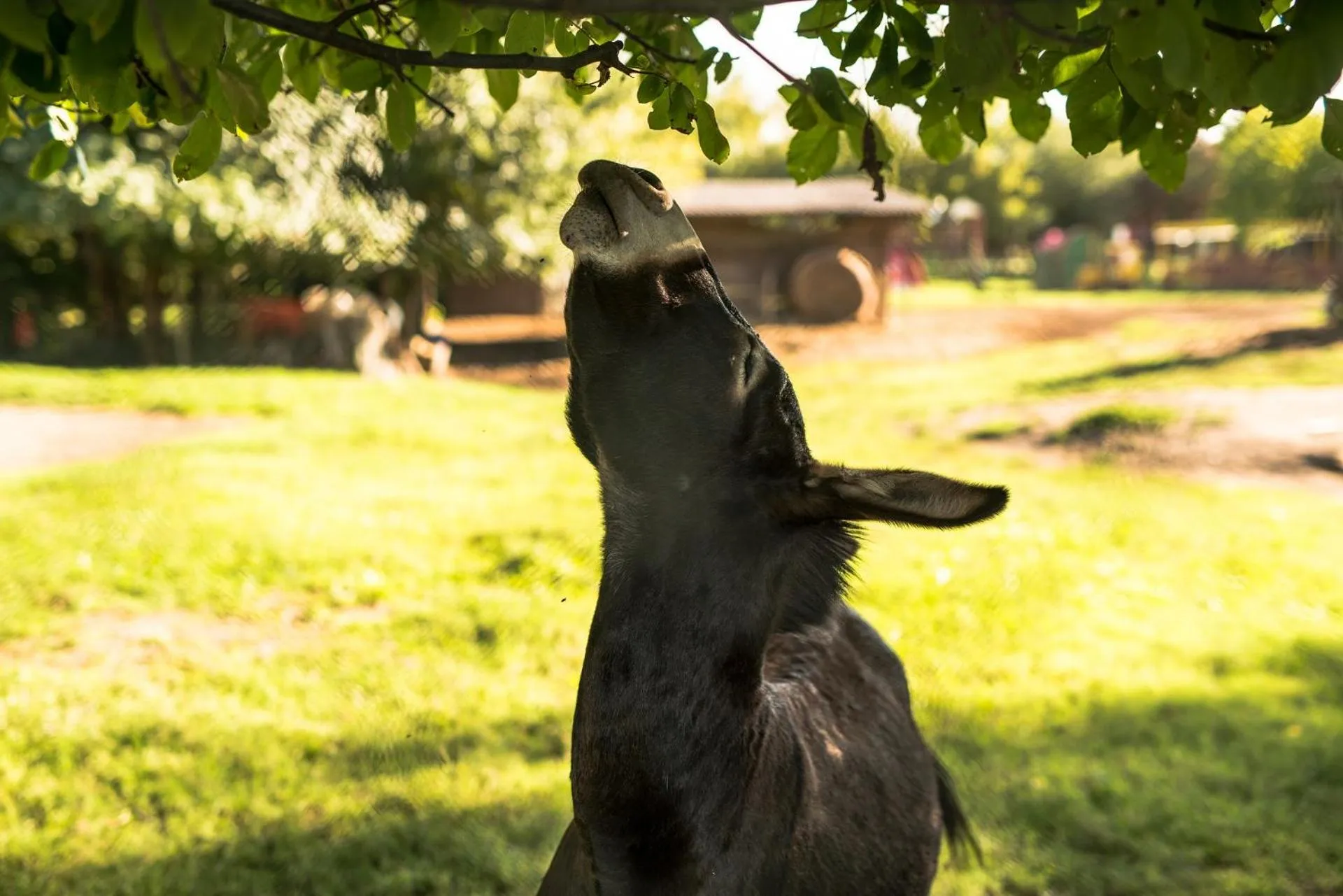 Animals in Agriturismo Tre Rondini
