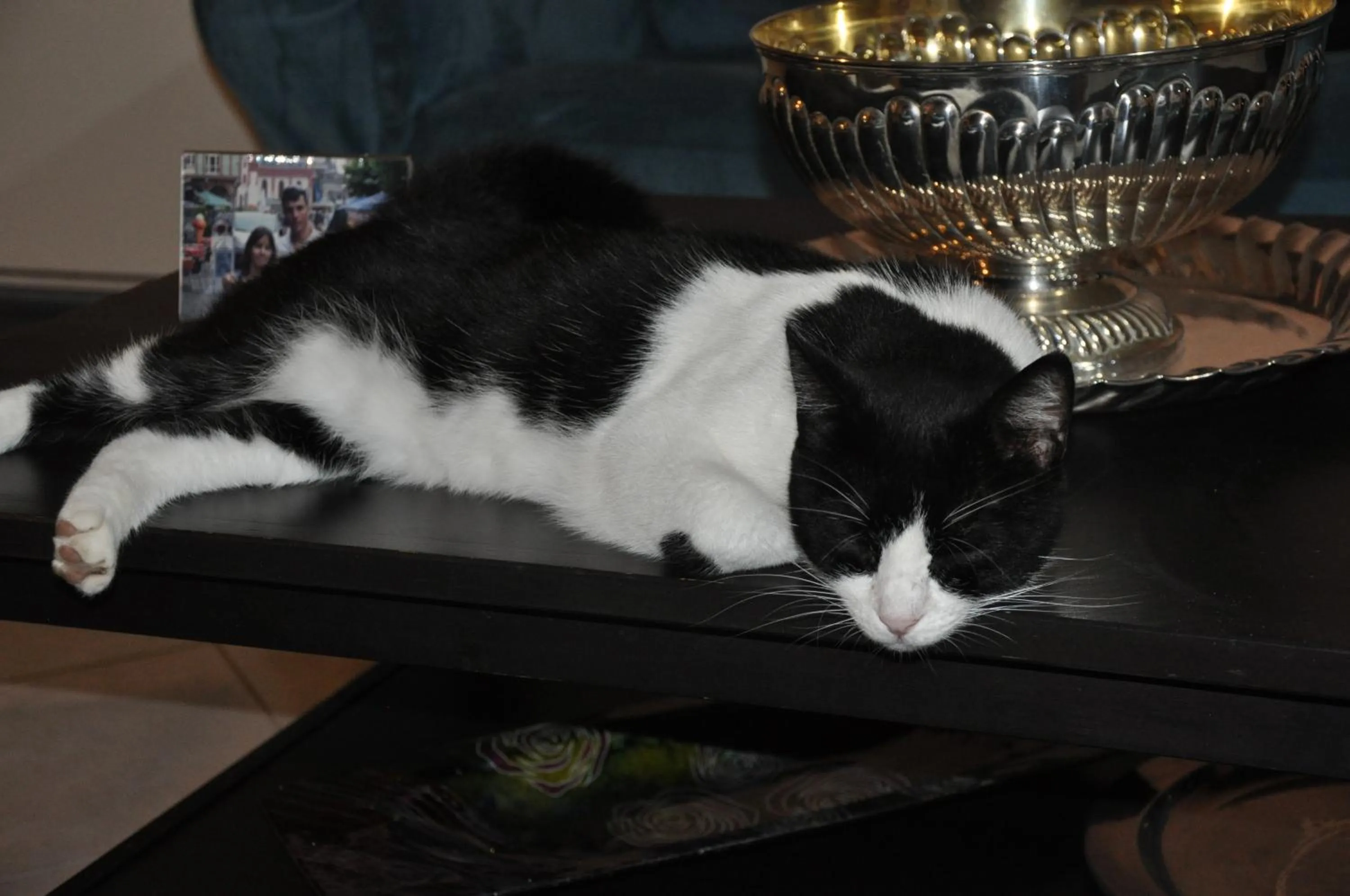 Pets in B&B Gassa d'Amante