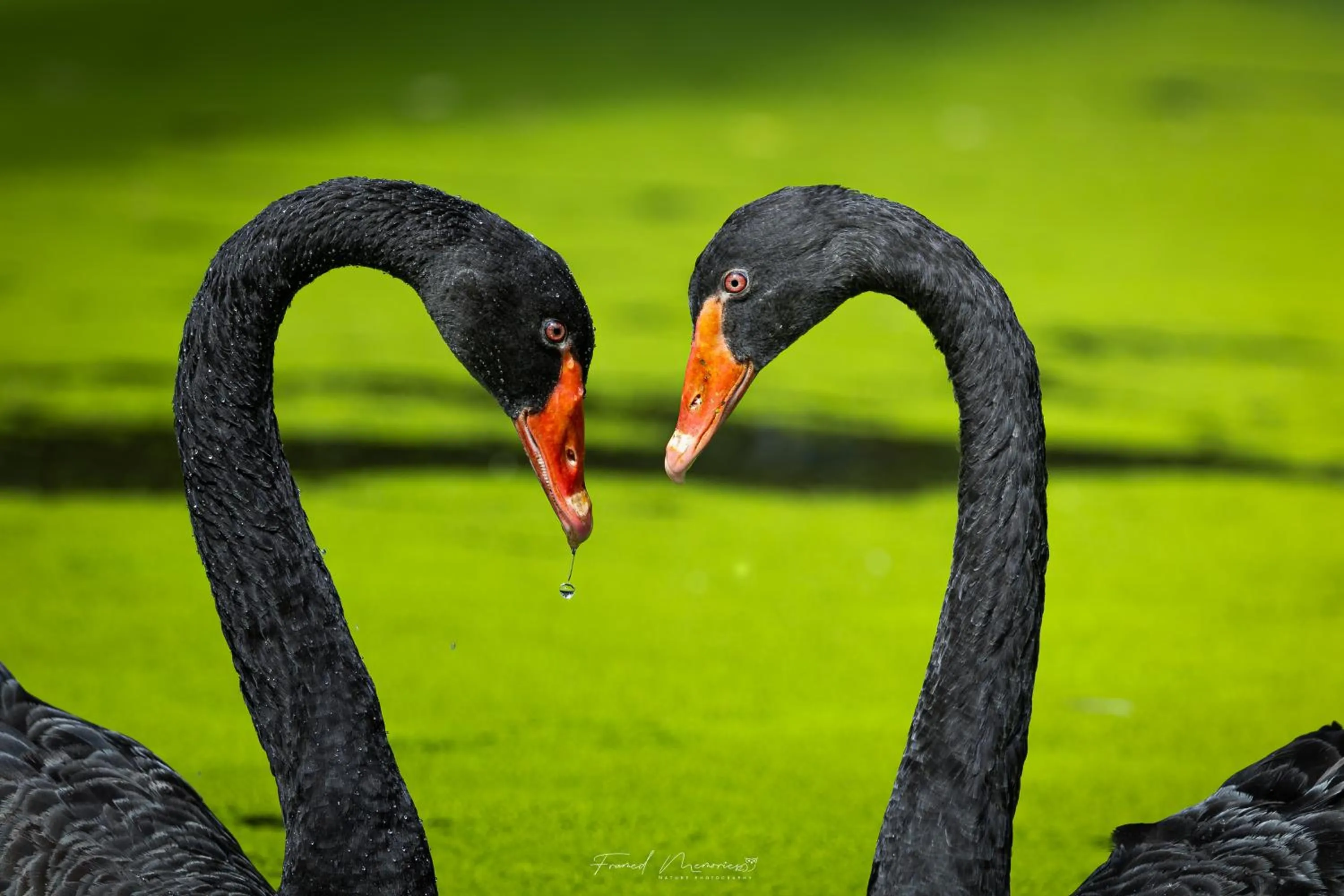 Activities in Royal Plaza Wayanad