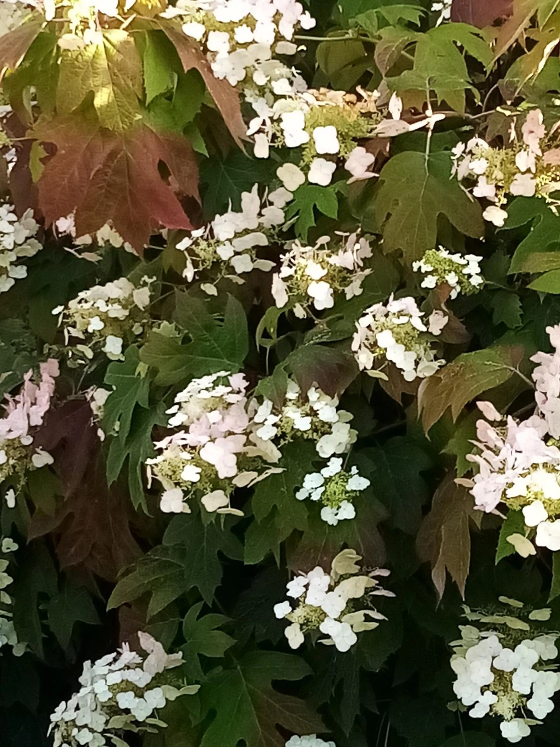 Garden in La Casa Gialla A MONTIGNOSO