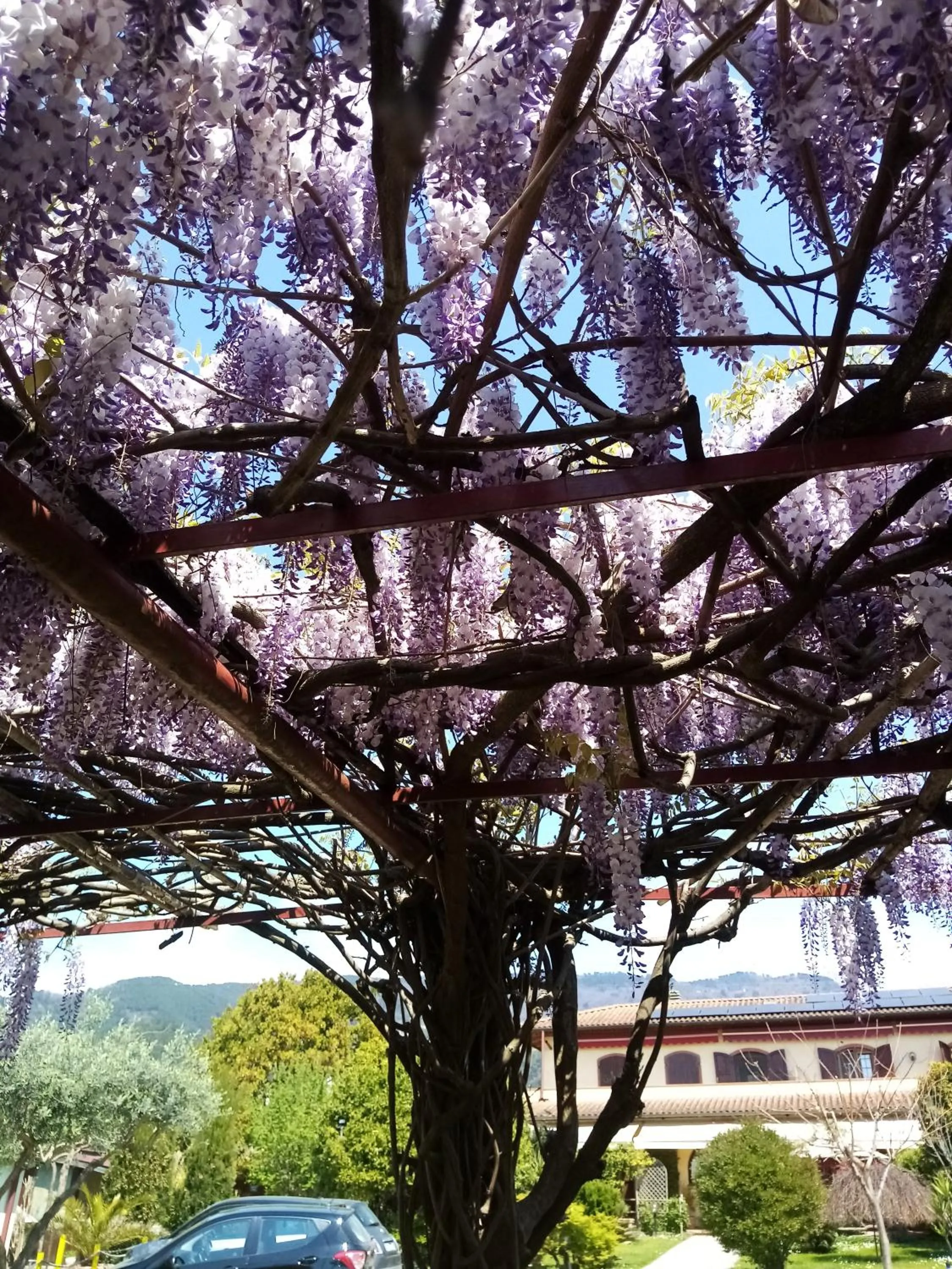 Garden in La Casa Gialla A MONTIGNOSO