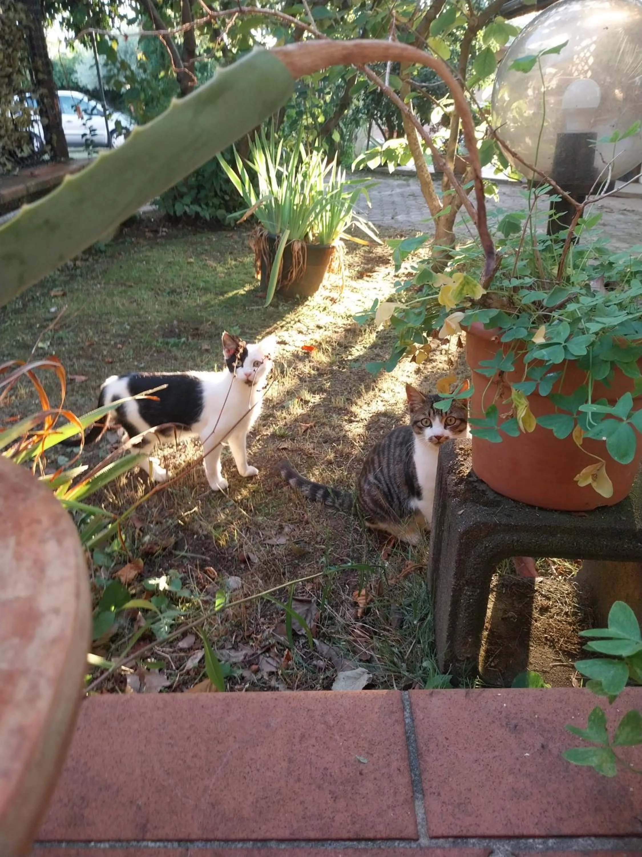 Garden in La Casa Gialla A MONTIGNOSO