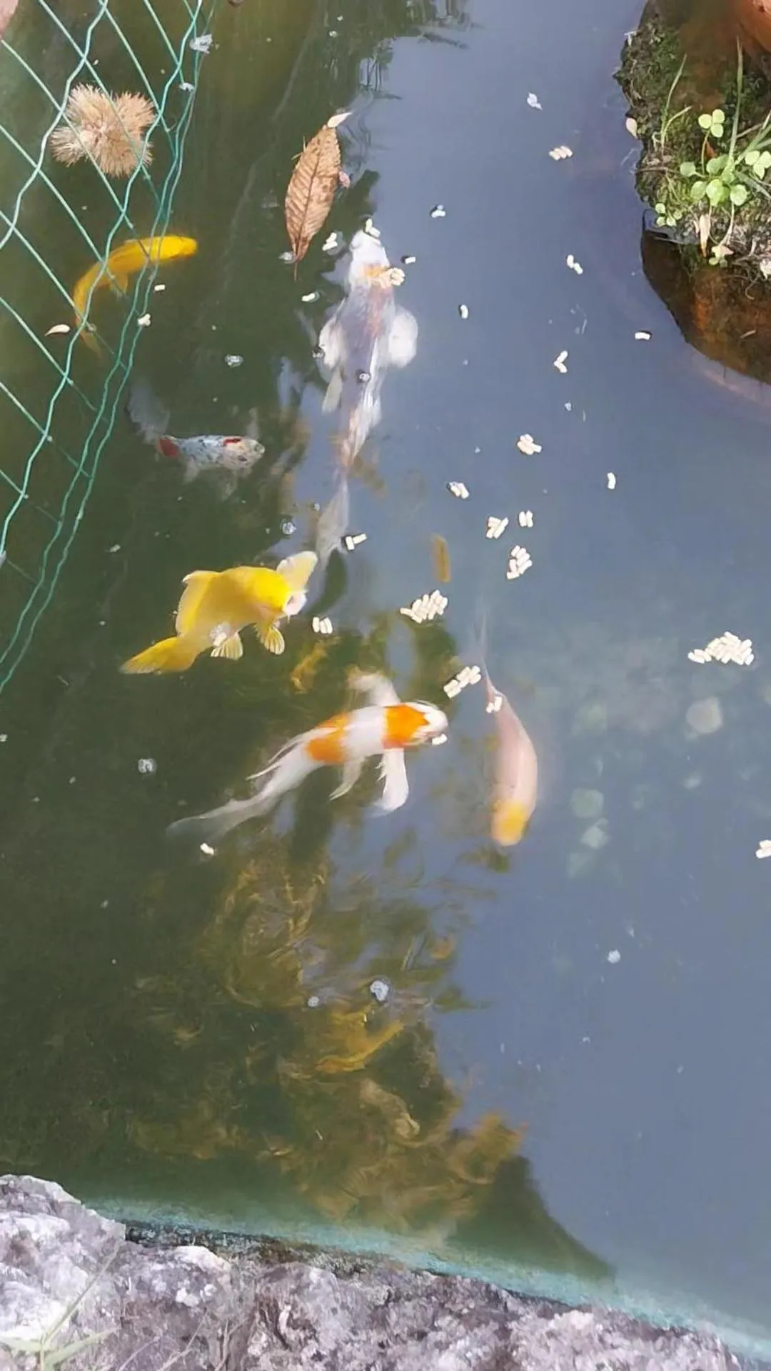 Animals in La Casa Gialla A MONTIGNOSO