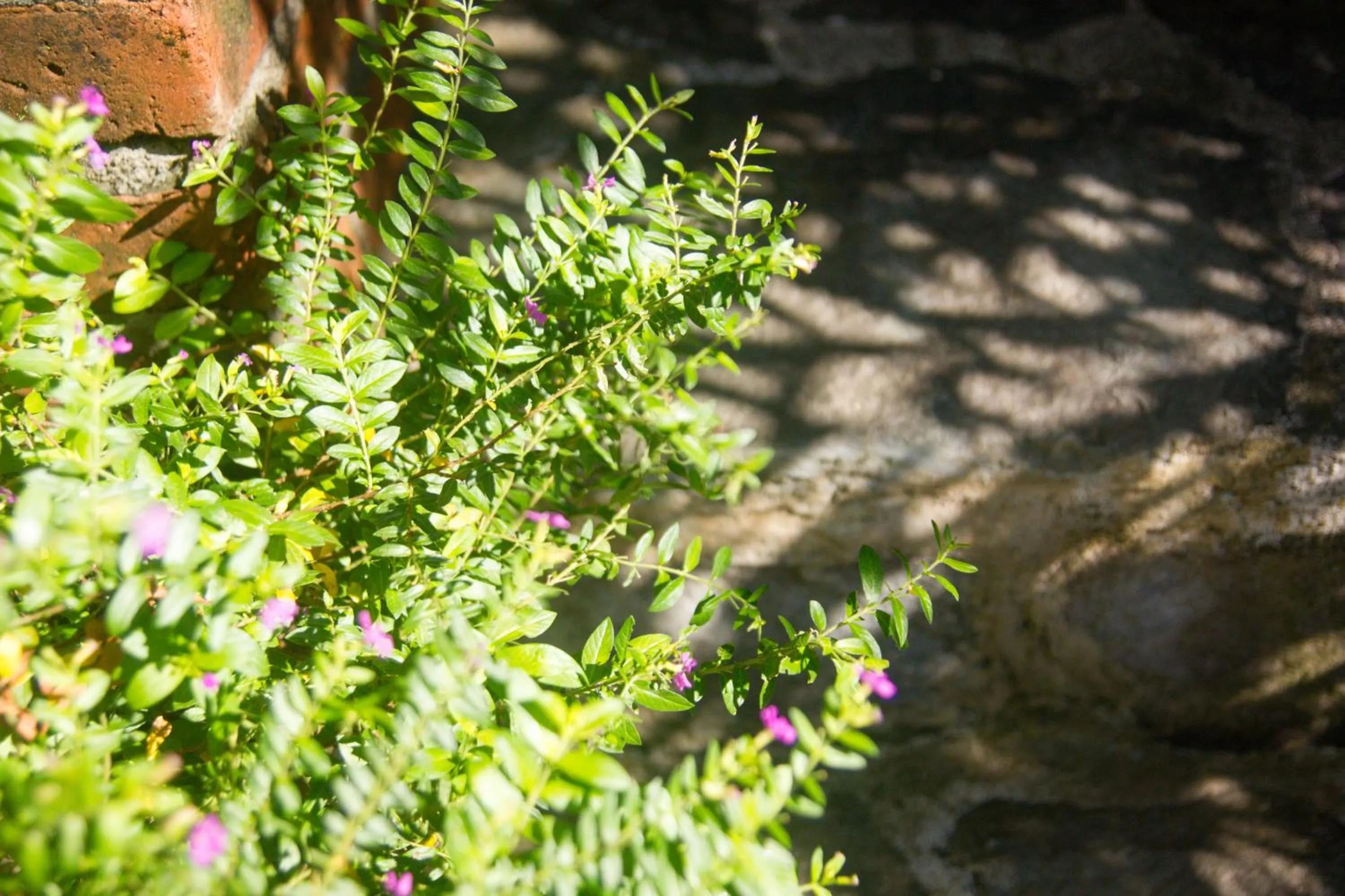 Area and facilities in Parvati Retreat Villas