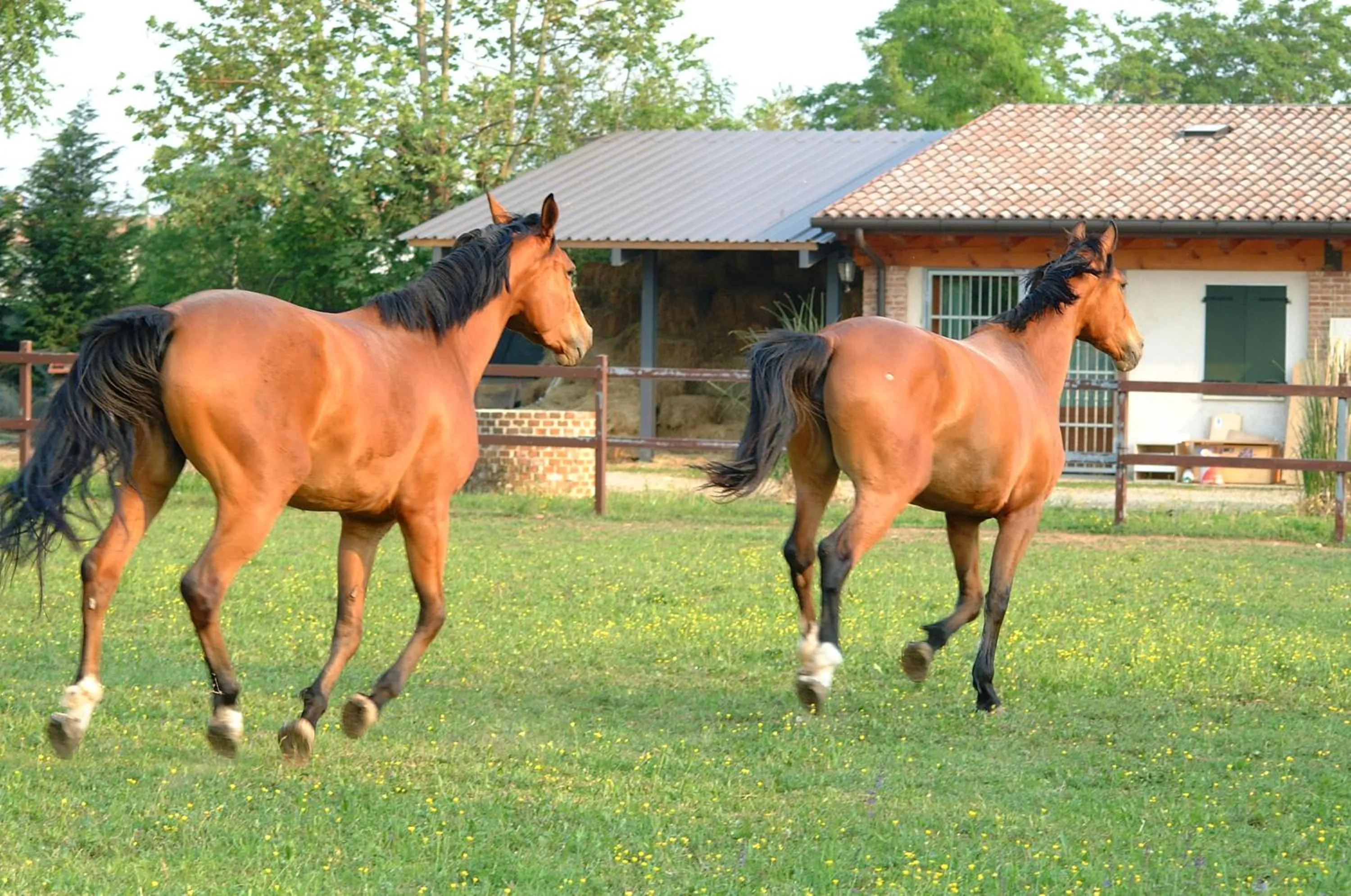 Garden in B&B Ca' Cinel Asolo
