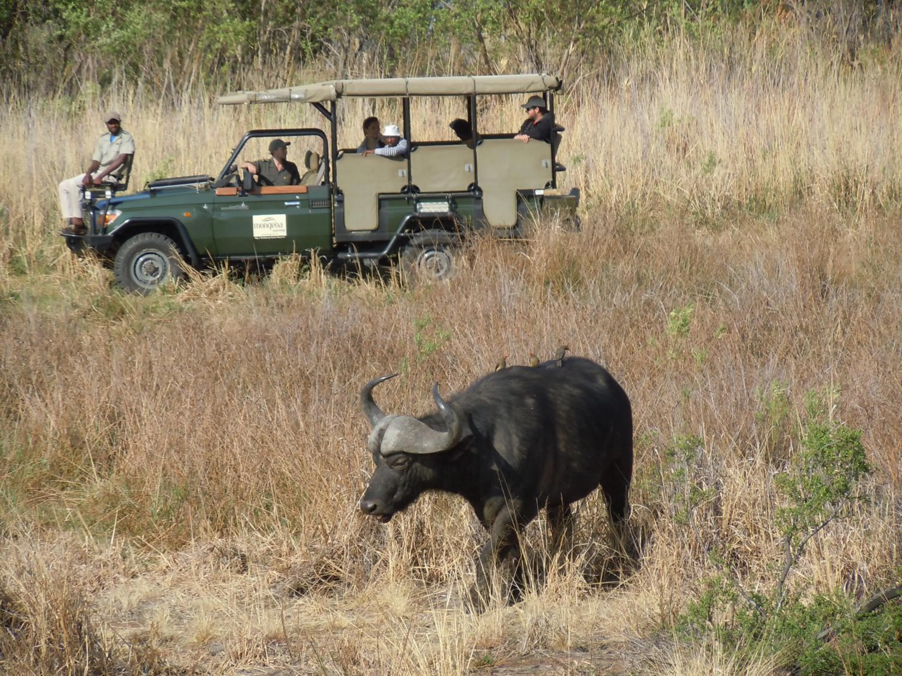 Little Mongena Tented Camp