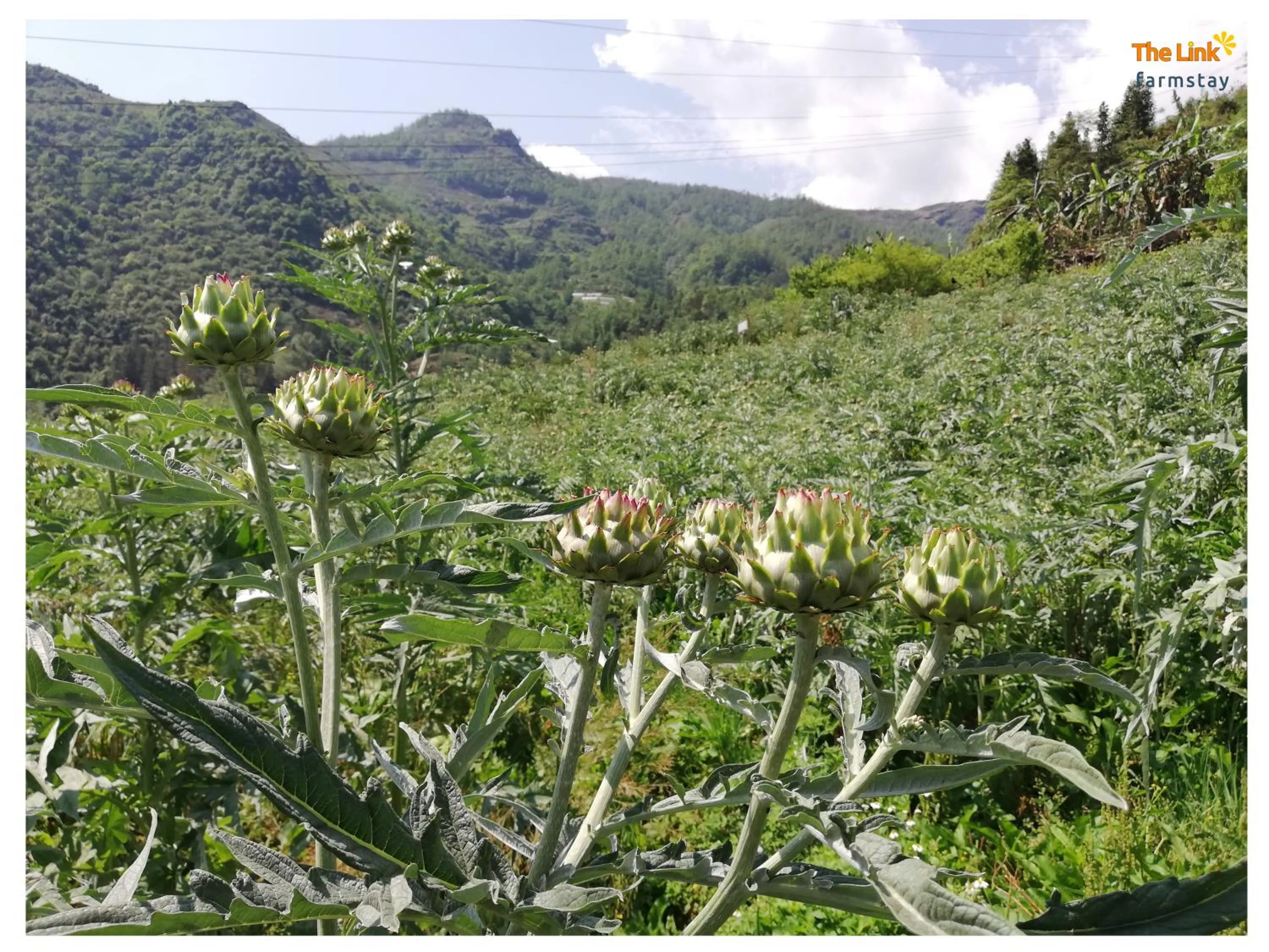 Natural landscape in The Link farmstay