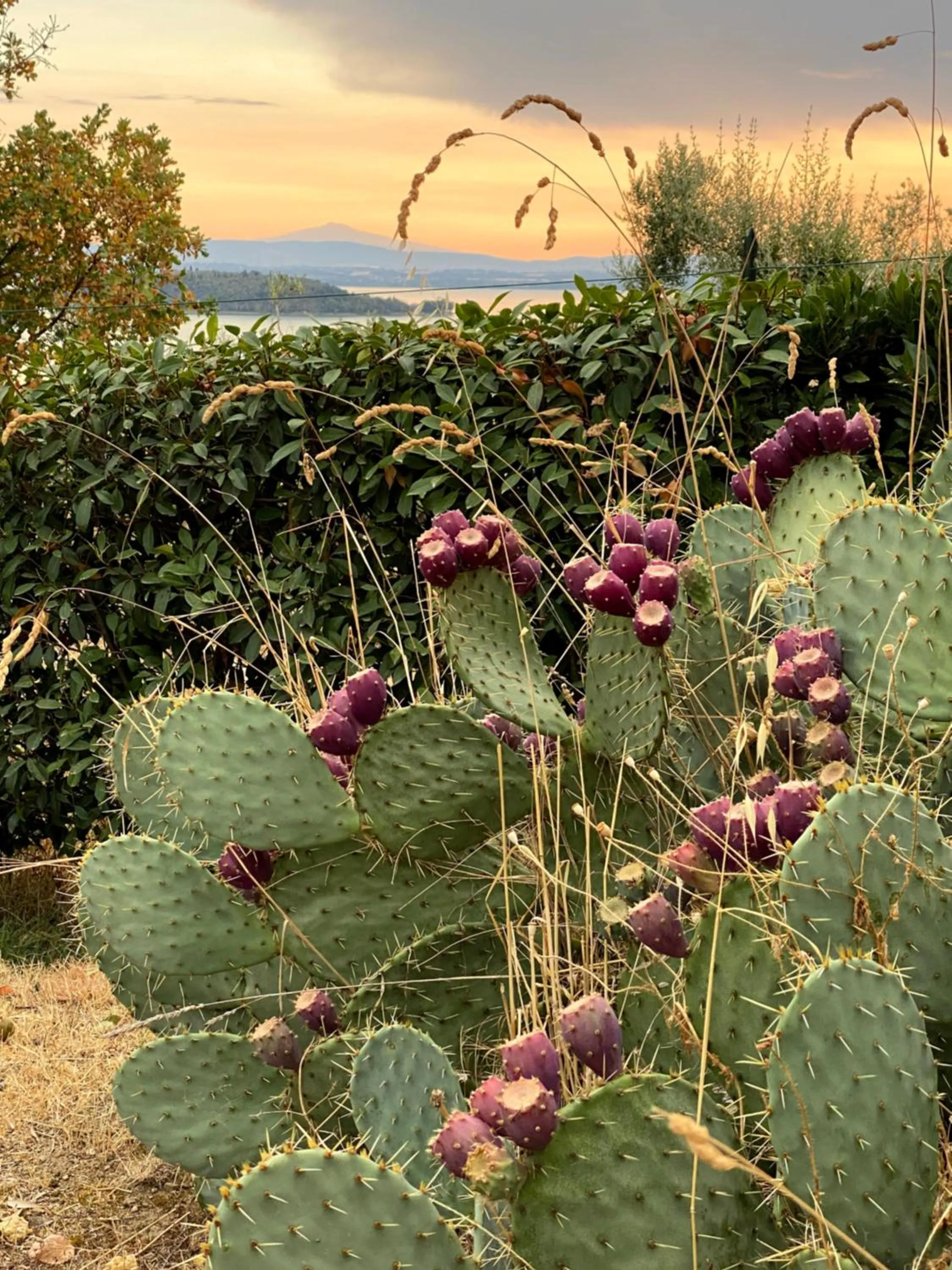 Garden in Antico Casale Tiravento