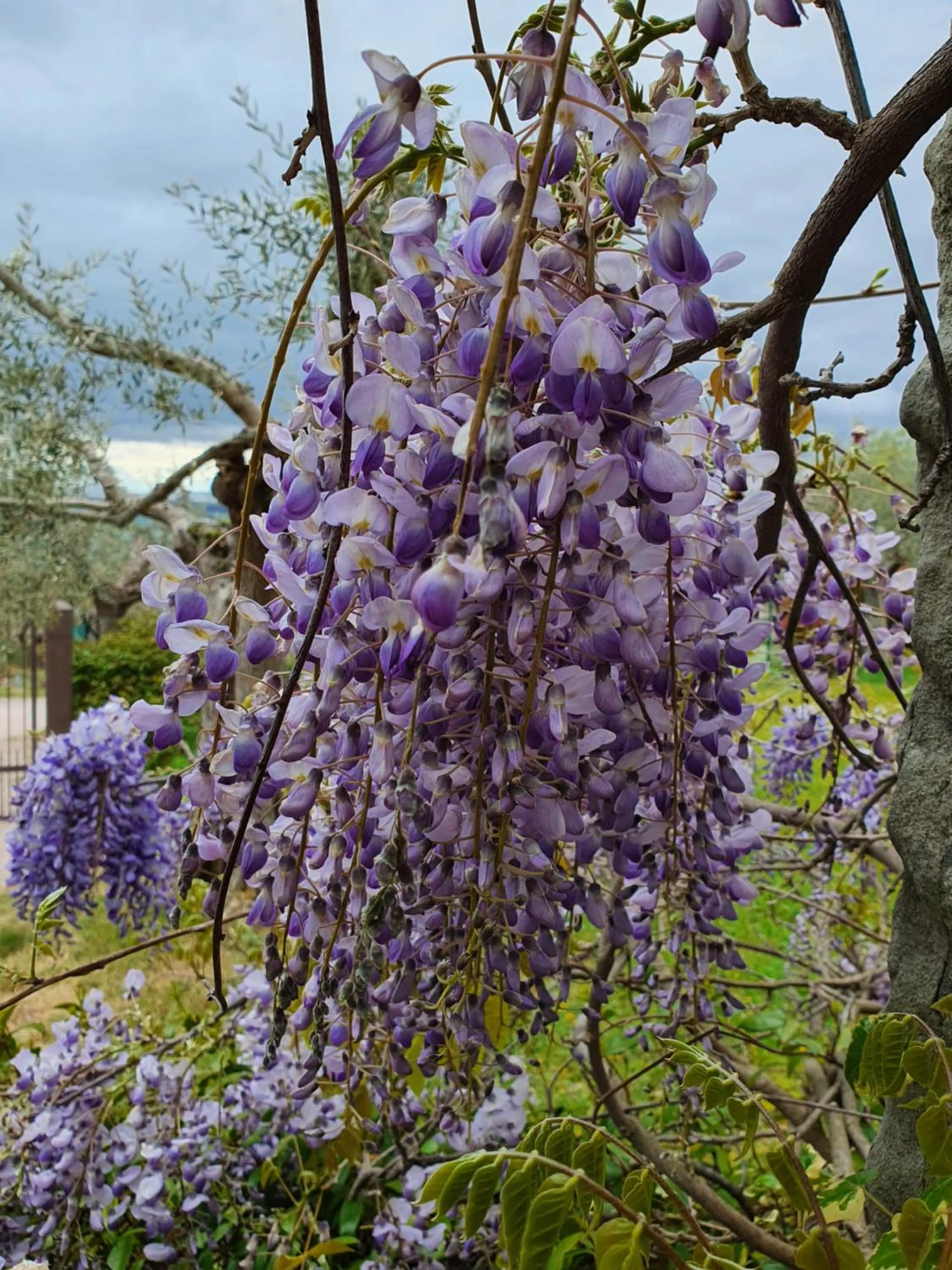 Garden in Antico Casale Tiravento