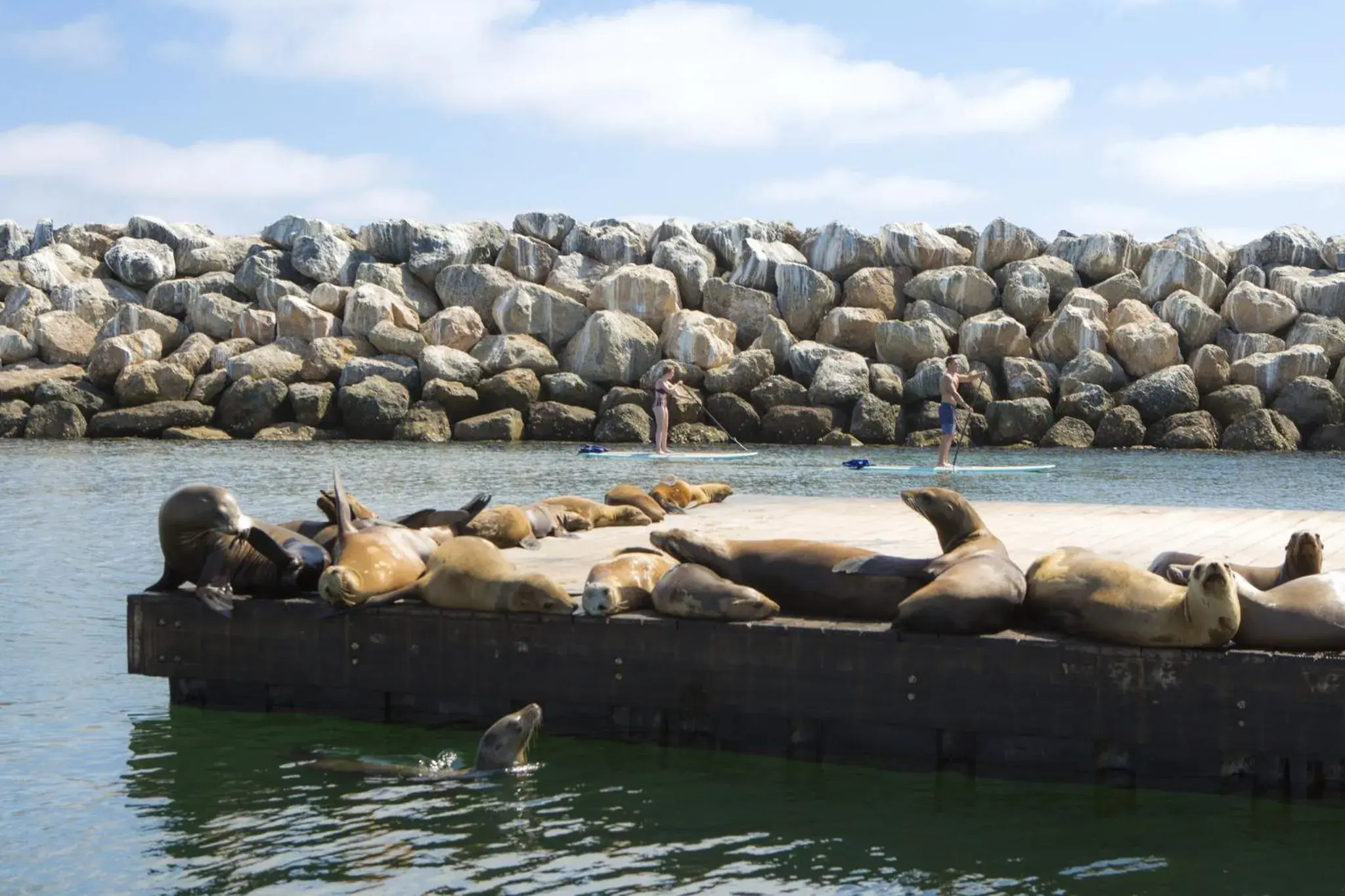 Animals in The Portofino Hotel & Marina