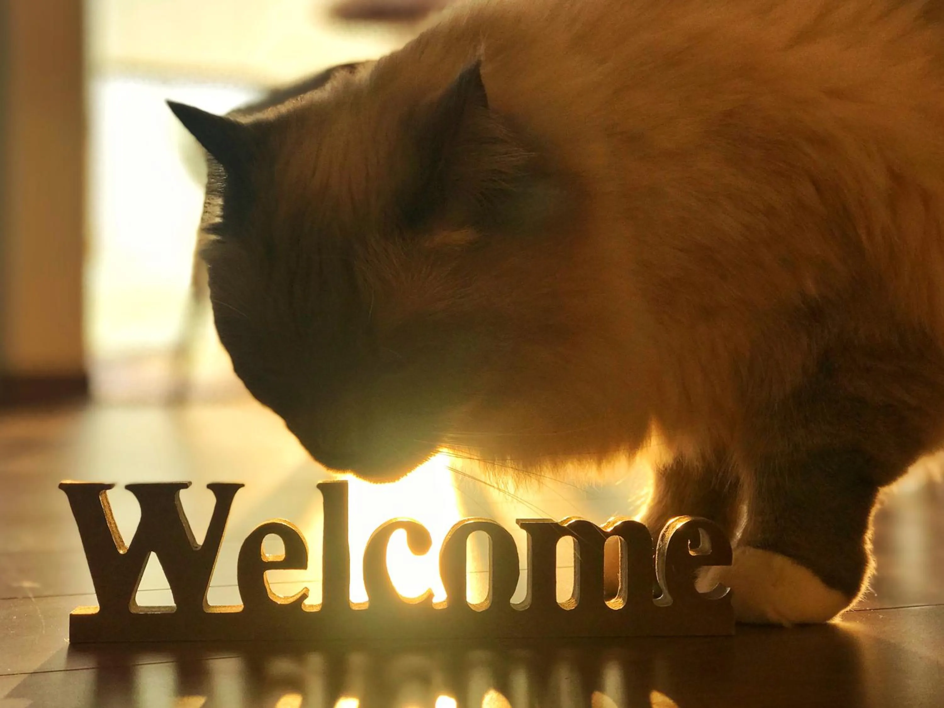 Property logo or sign in Shooting Star the Bed & Breakfast