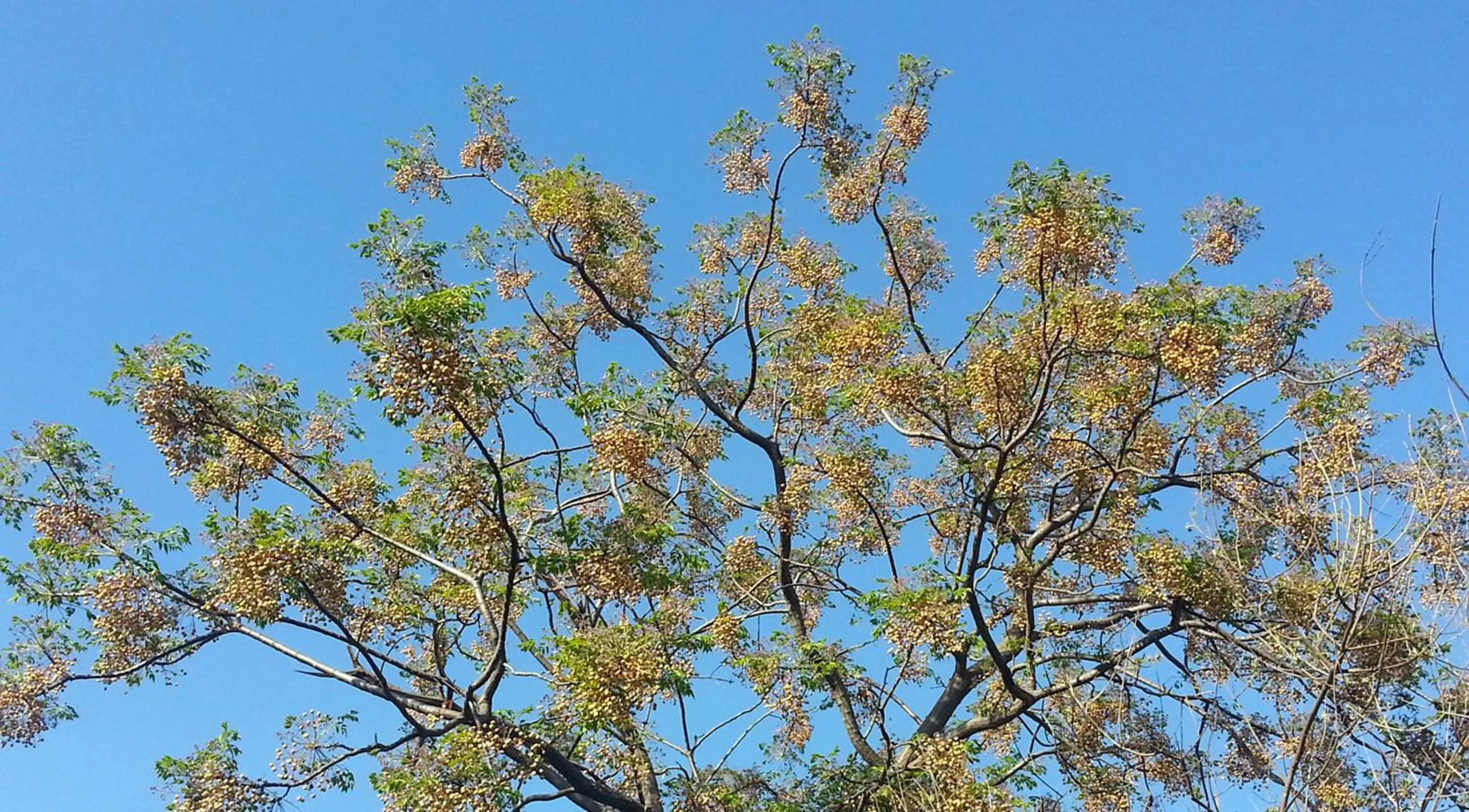 Garden in Il Glicine La Piana dei Colli