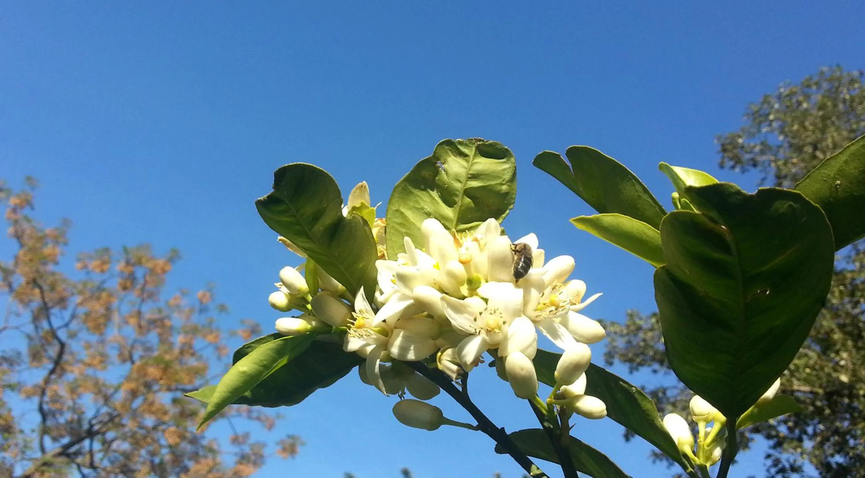 Garden in Il Glicine La Piana dei Colli
