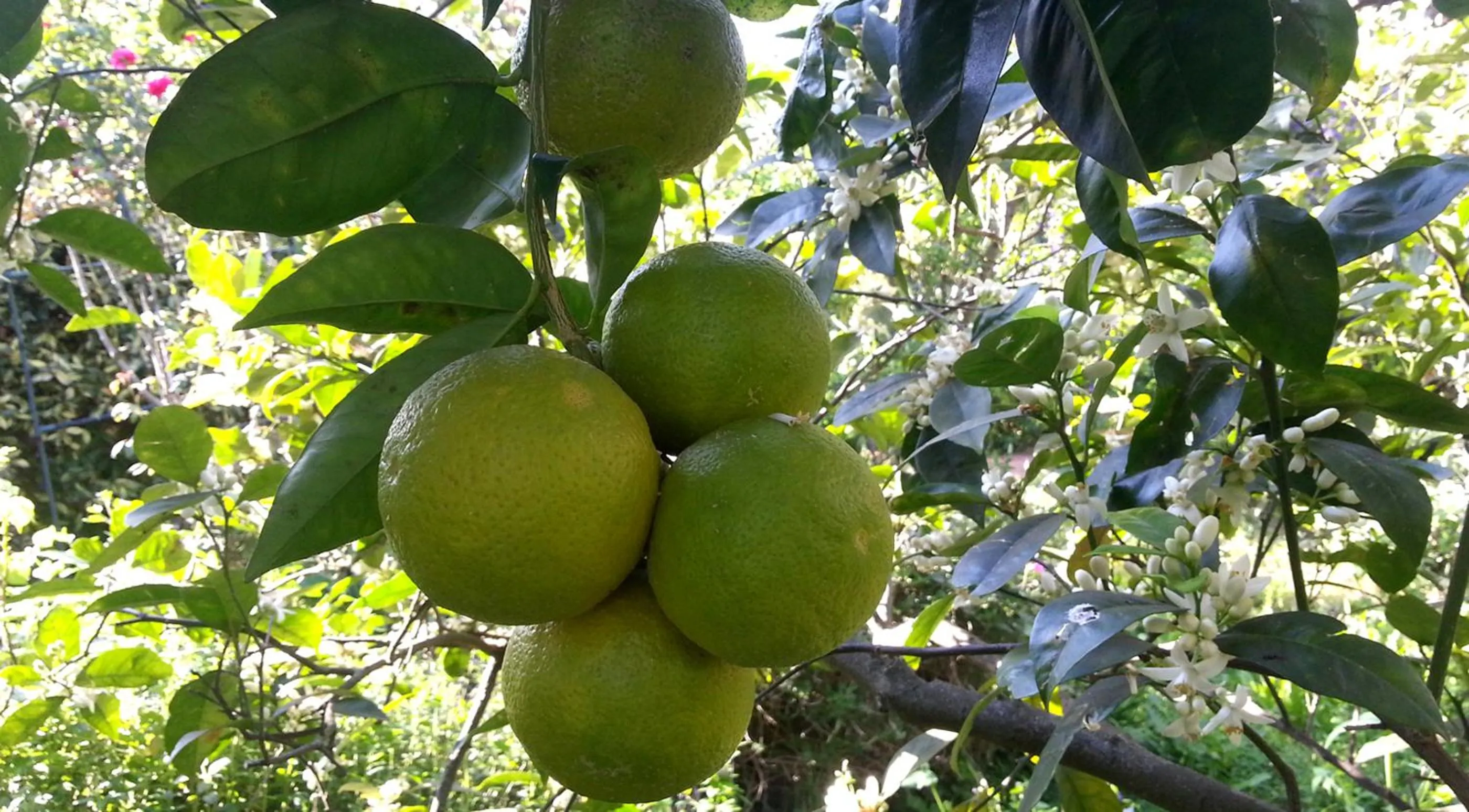 Garden in Il Glicine La Piana dei Colli
