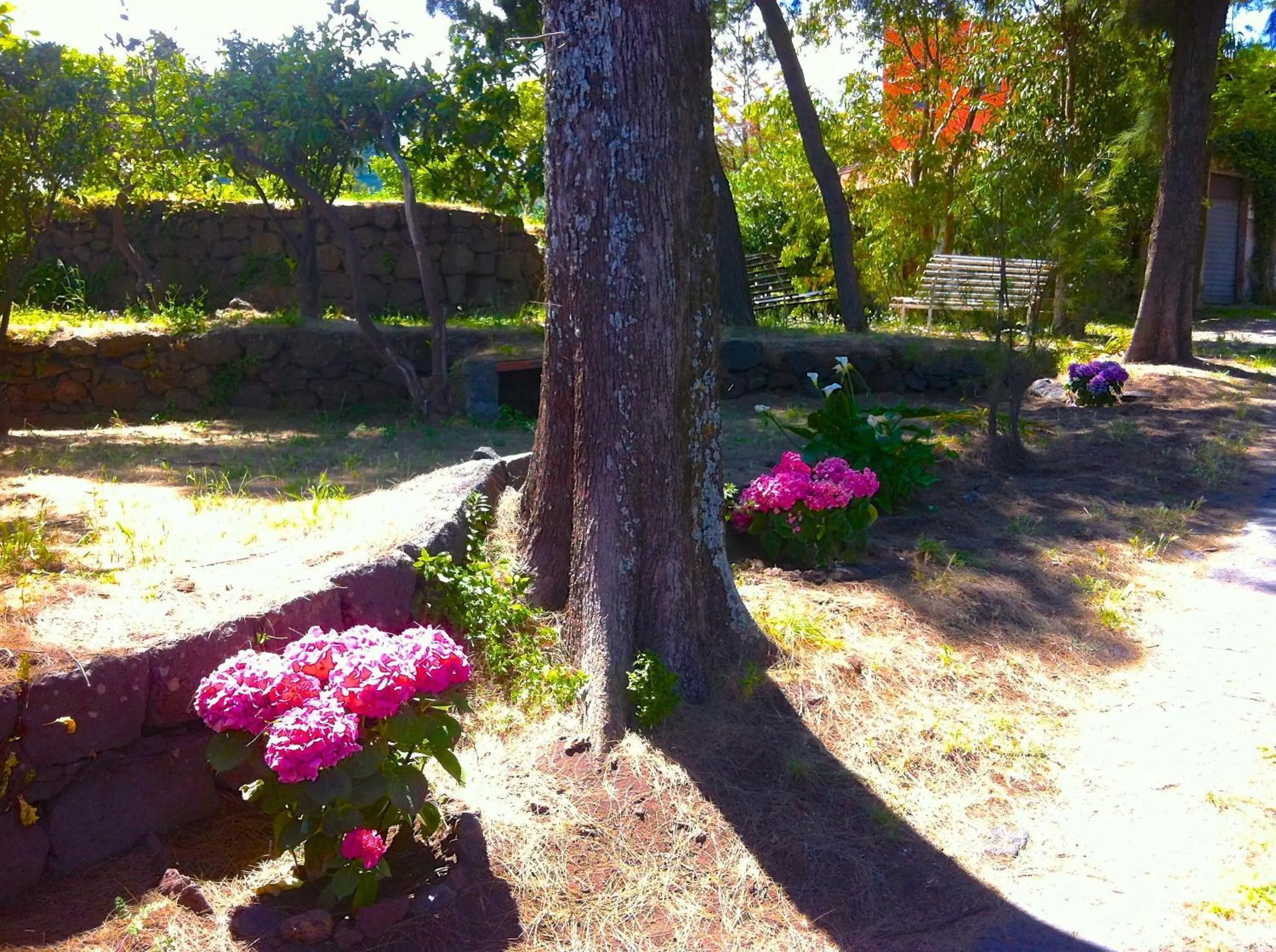 Garden in Villa Bonaccorso - antica e maestosa villa con piscina ai piedi dell'Etna